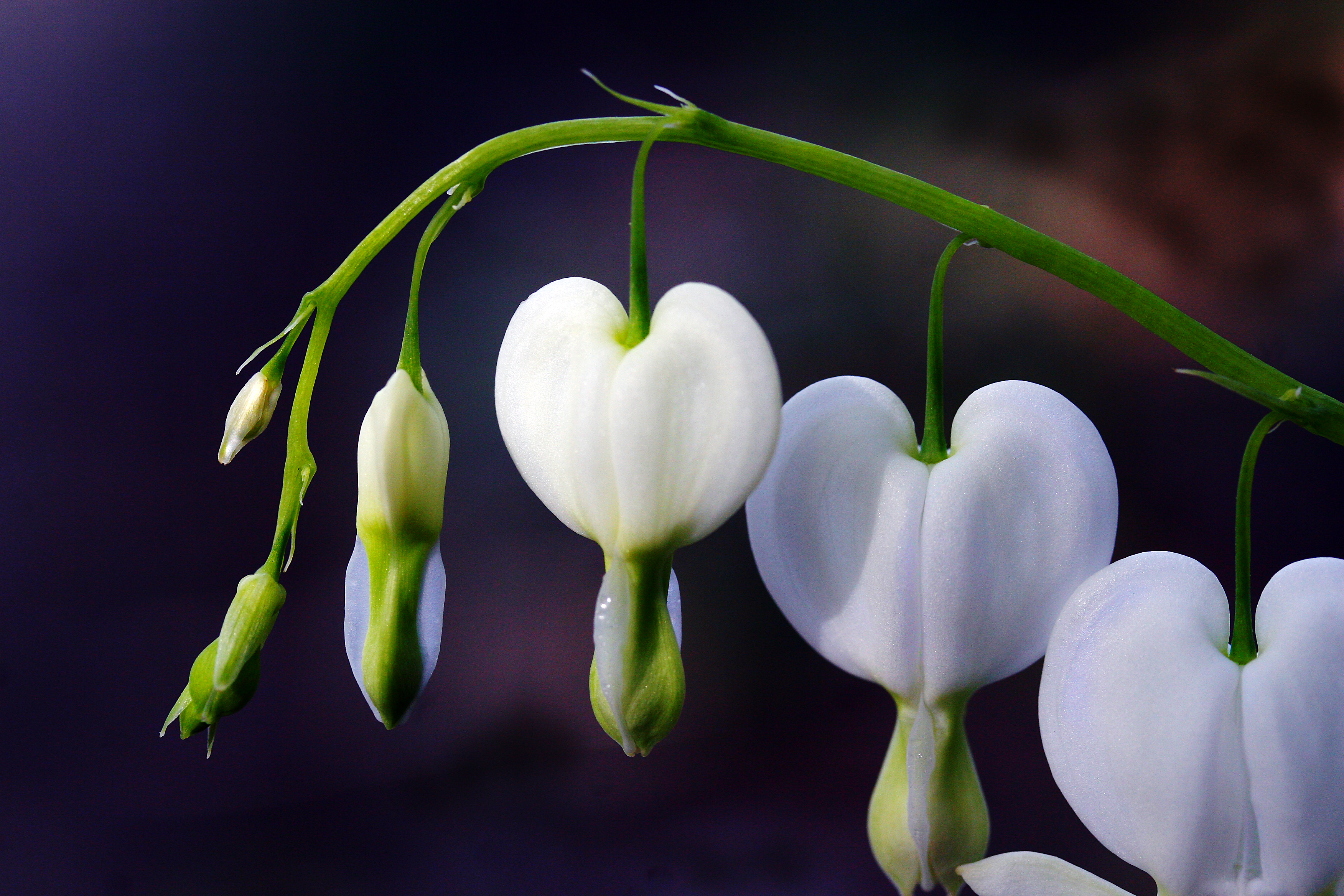 Растение белые цветы сердце