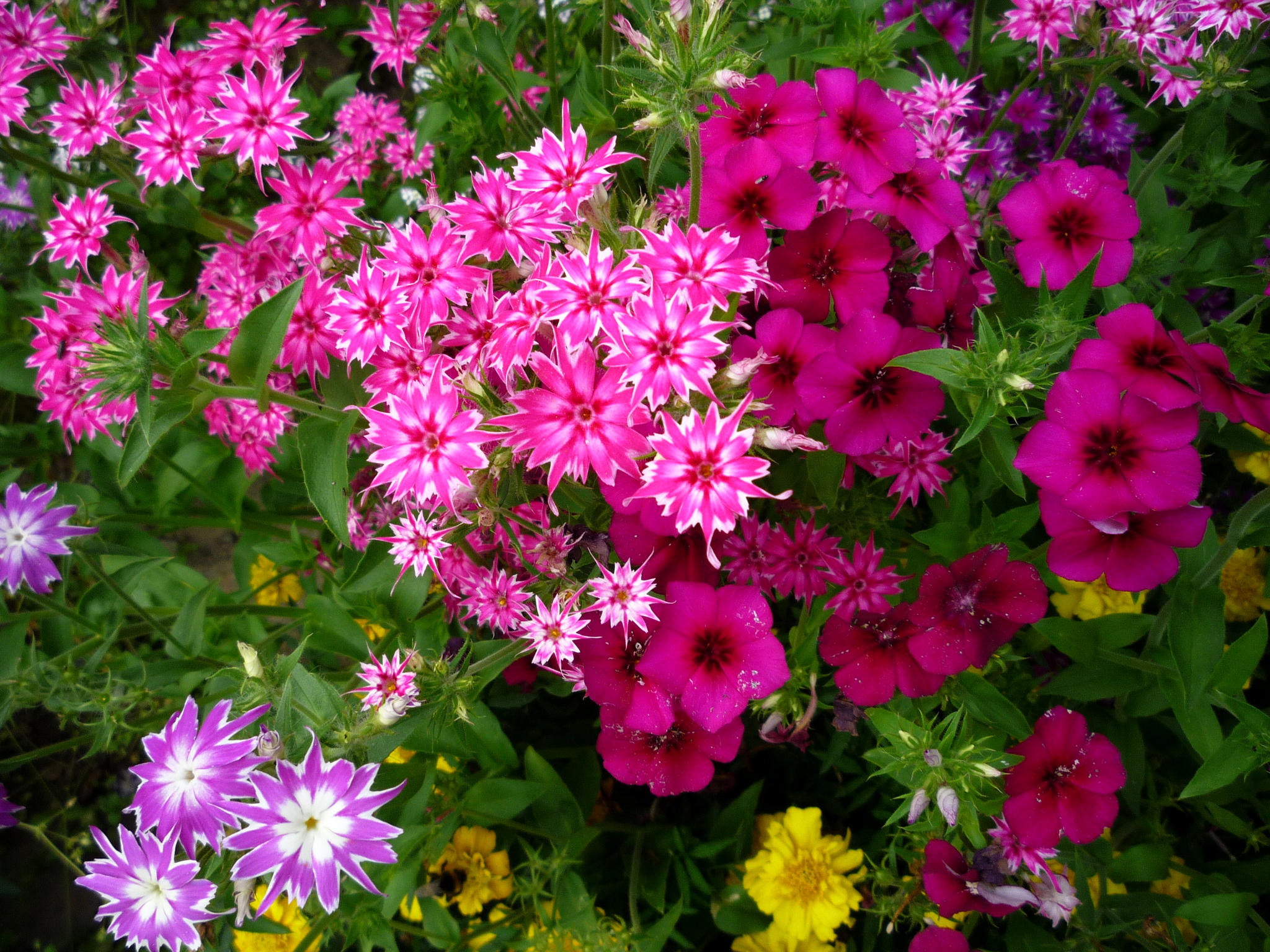цветы садовые однолетние долгоцветущие фото и названия
