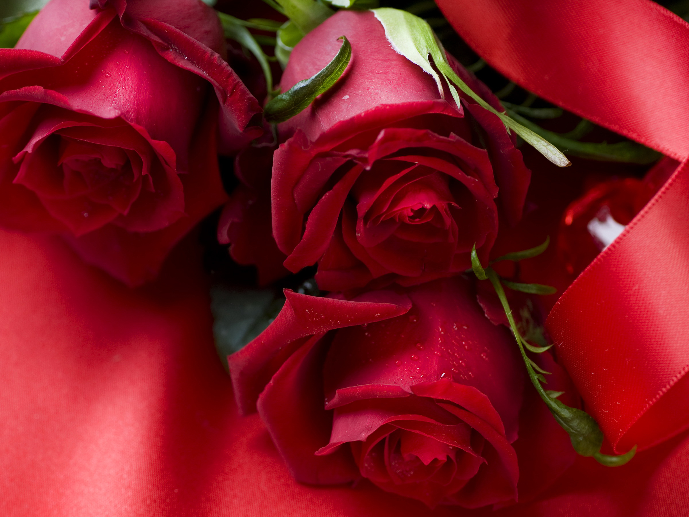 Розы красные поздравляем юбилеем