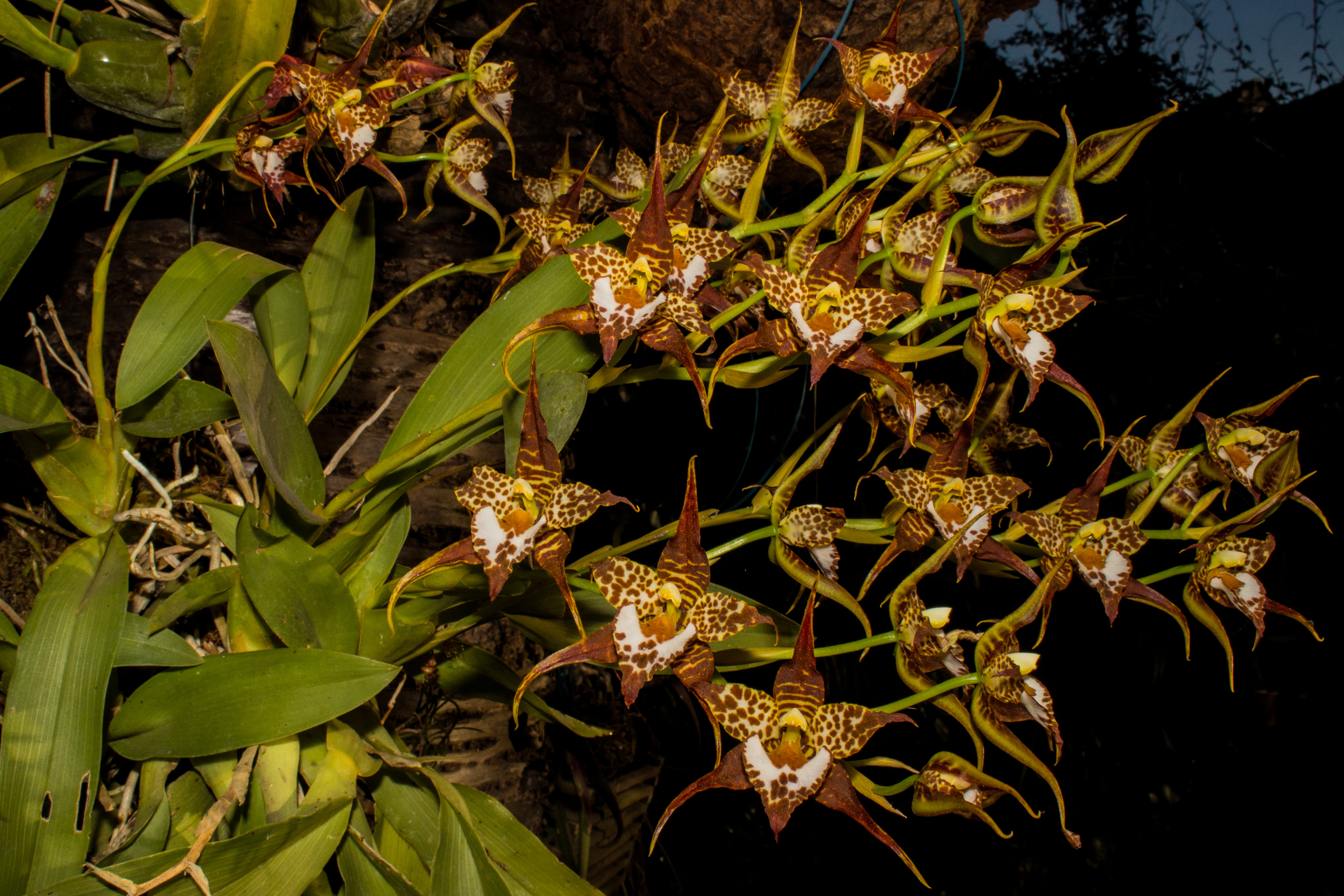 Маори Орхидея