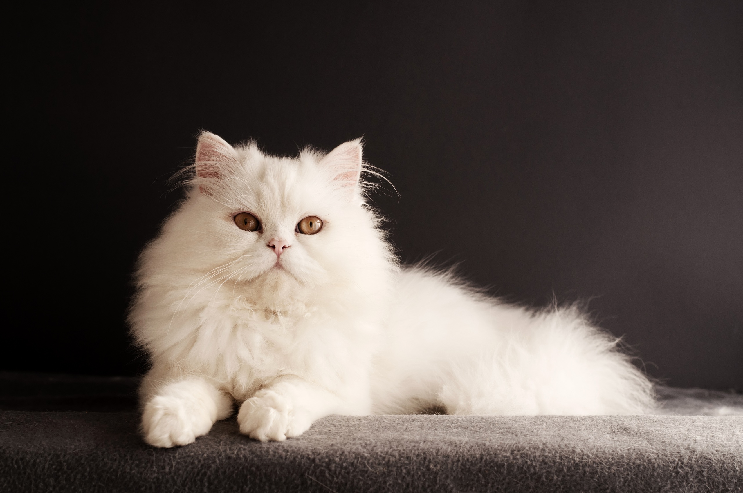 Сибирский белый кот