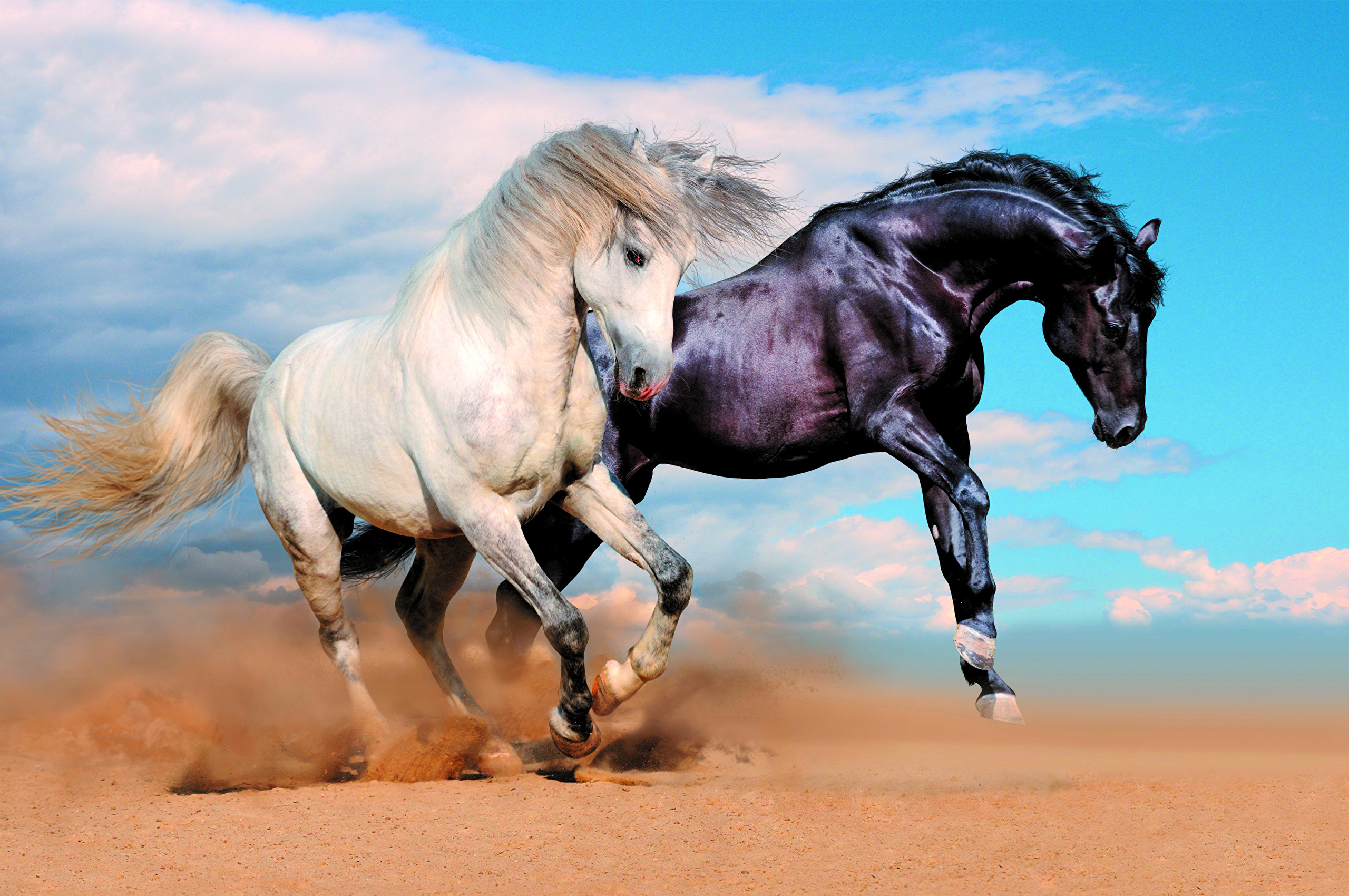 Скачать Фото Лошадей В Хорошем Качестве