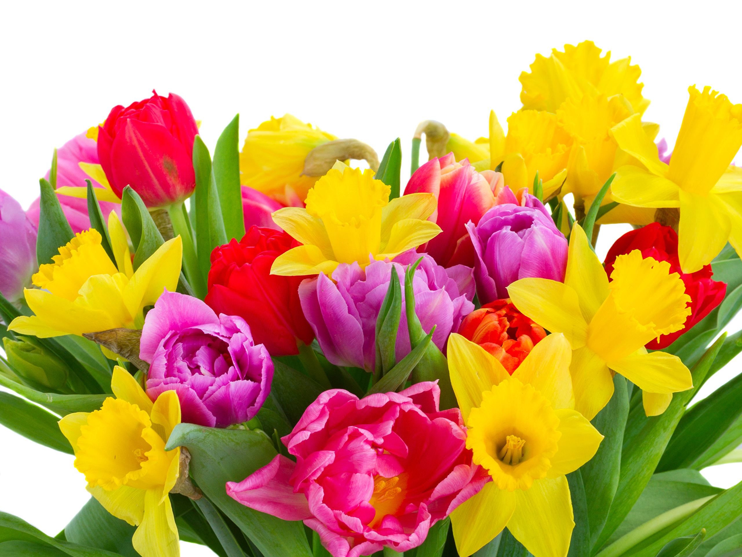 Букет цветы тюльпаны Нартис
