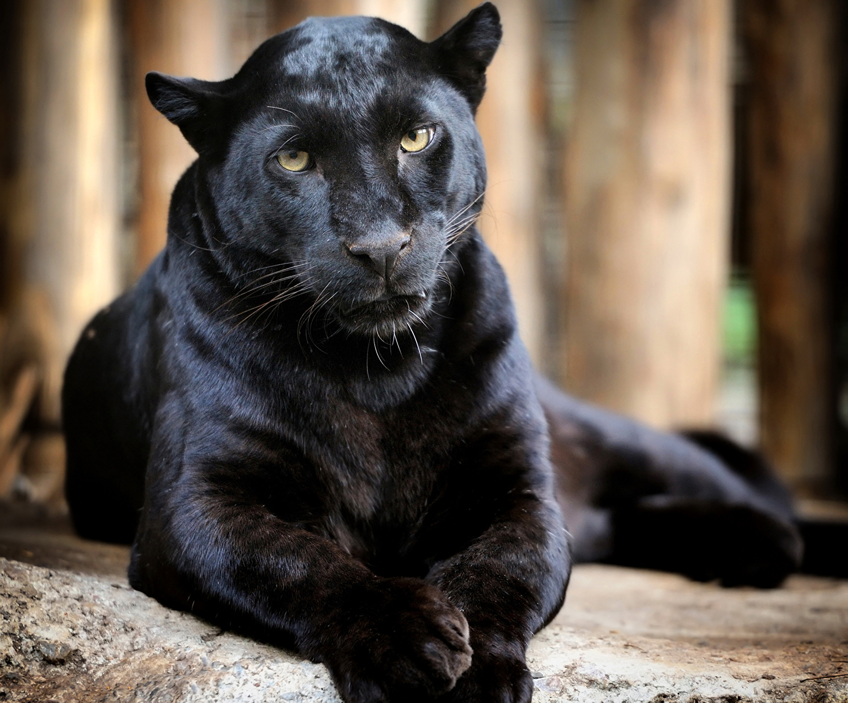фотографии черных животных