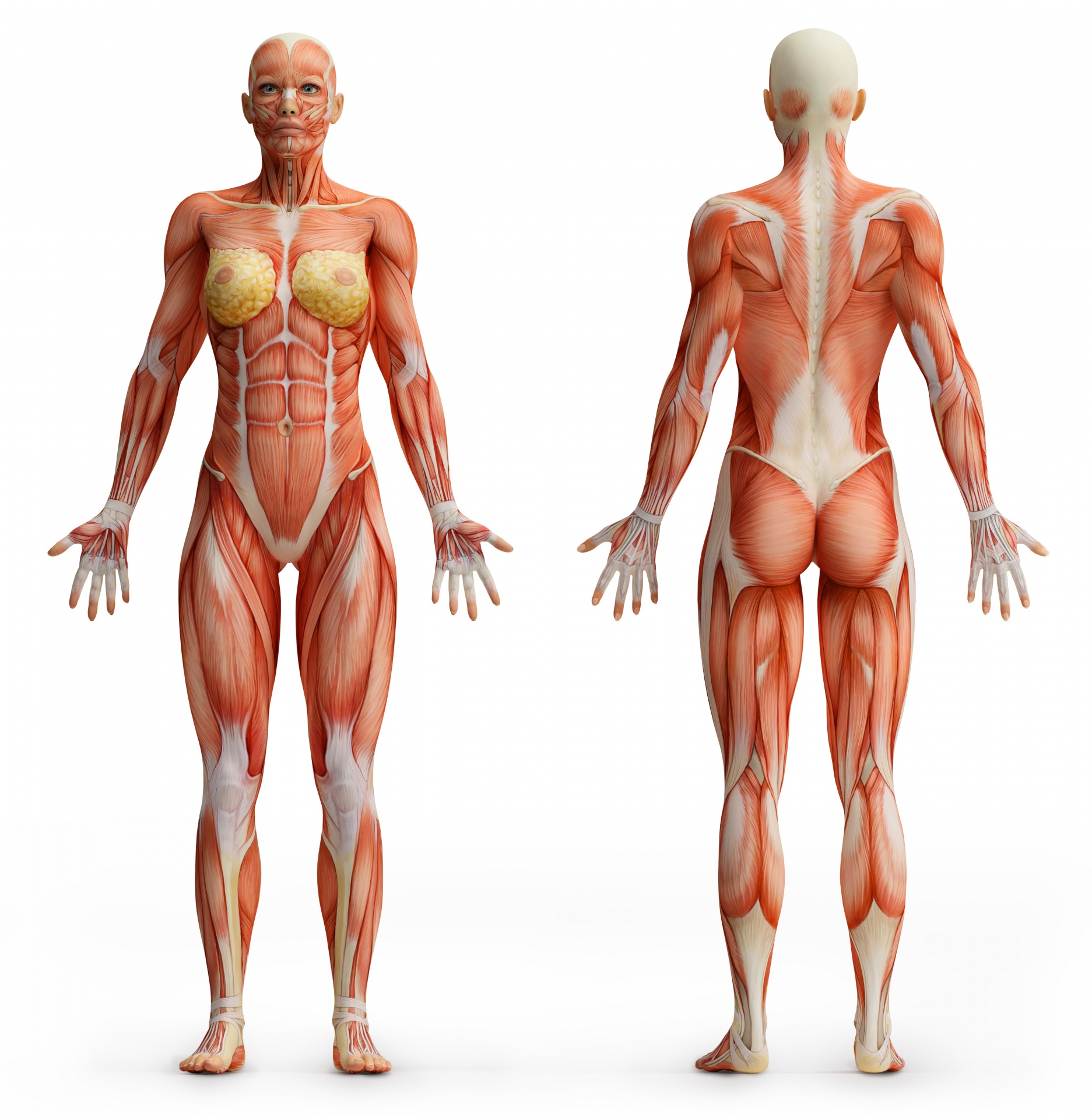 Мышечная анатомия женщины