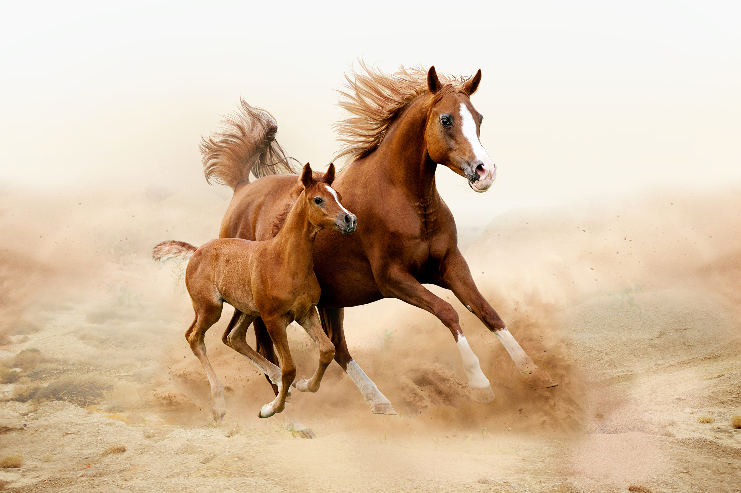 Красивые Картинки Про Лошадей