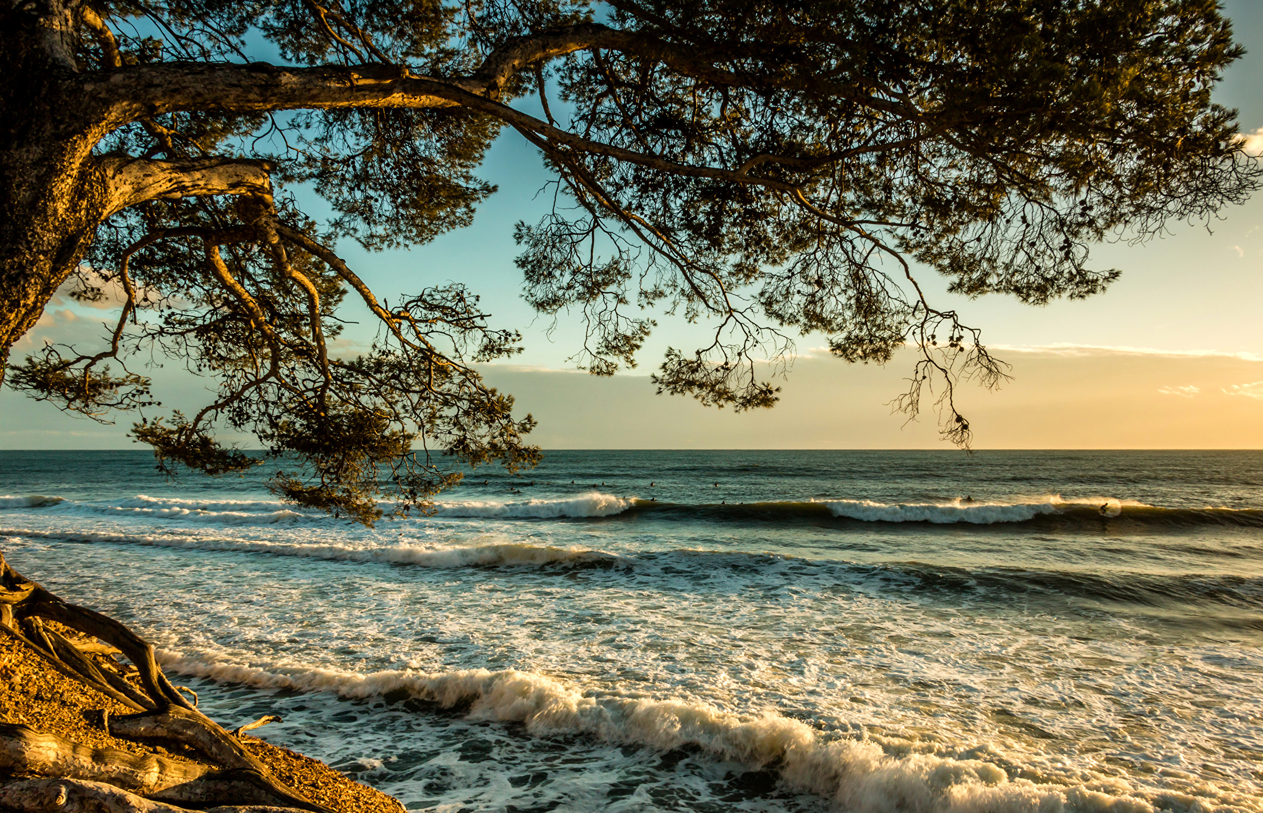 фото морские деревья