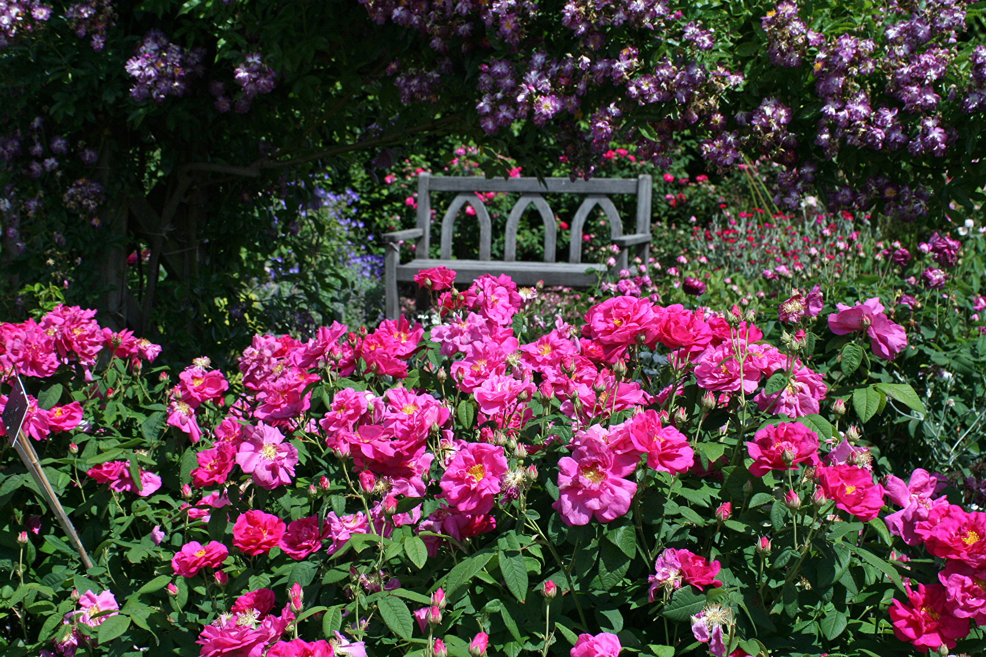 Роза кустовая Чеховский сад