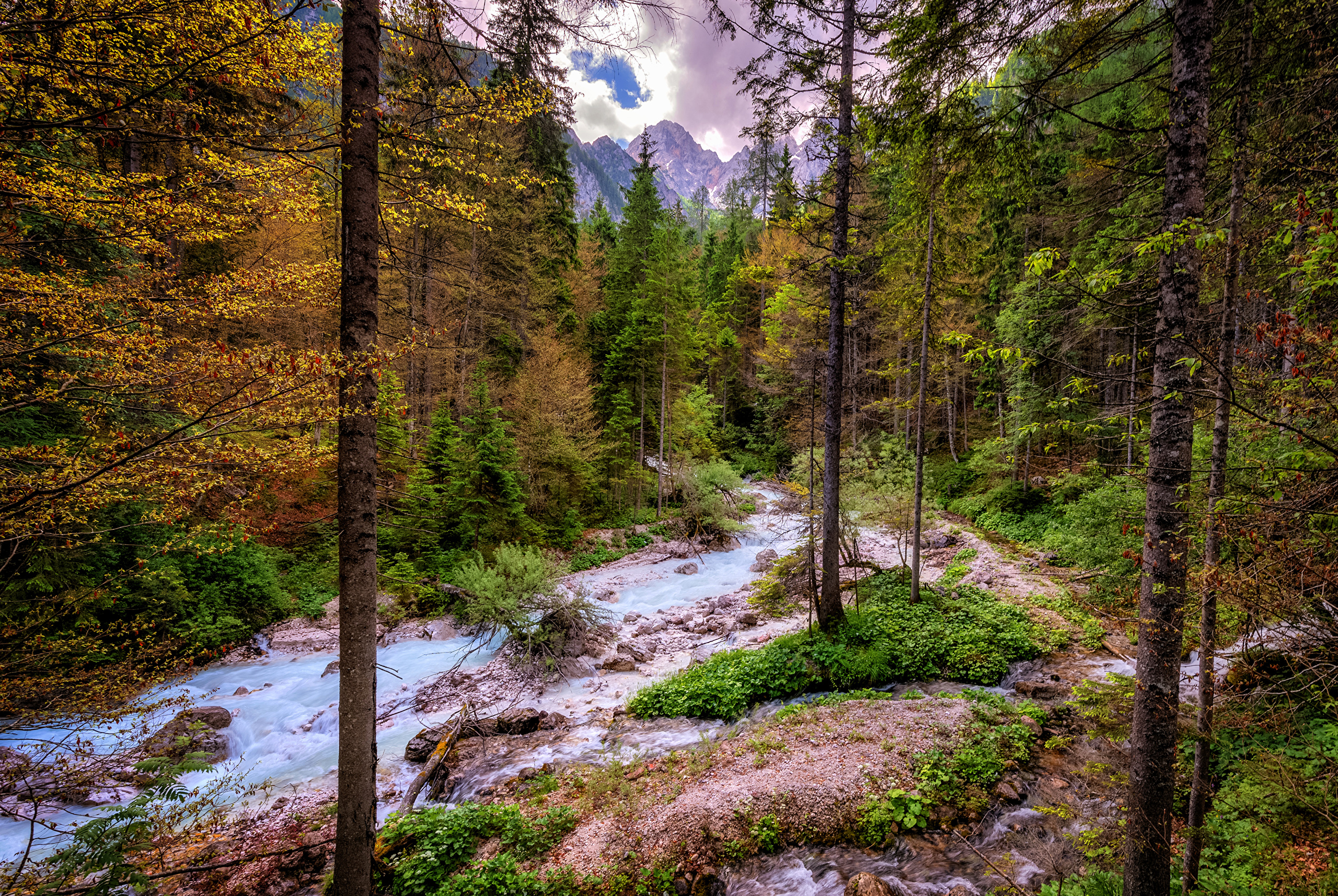 Леса Швейцарии