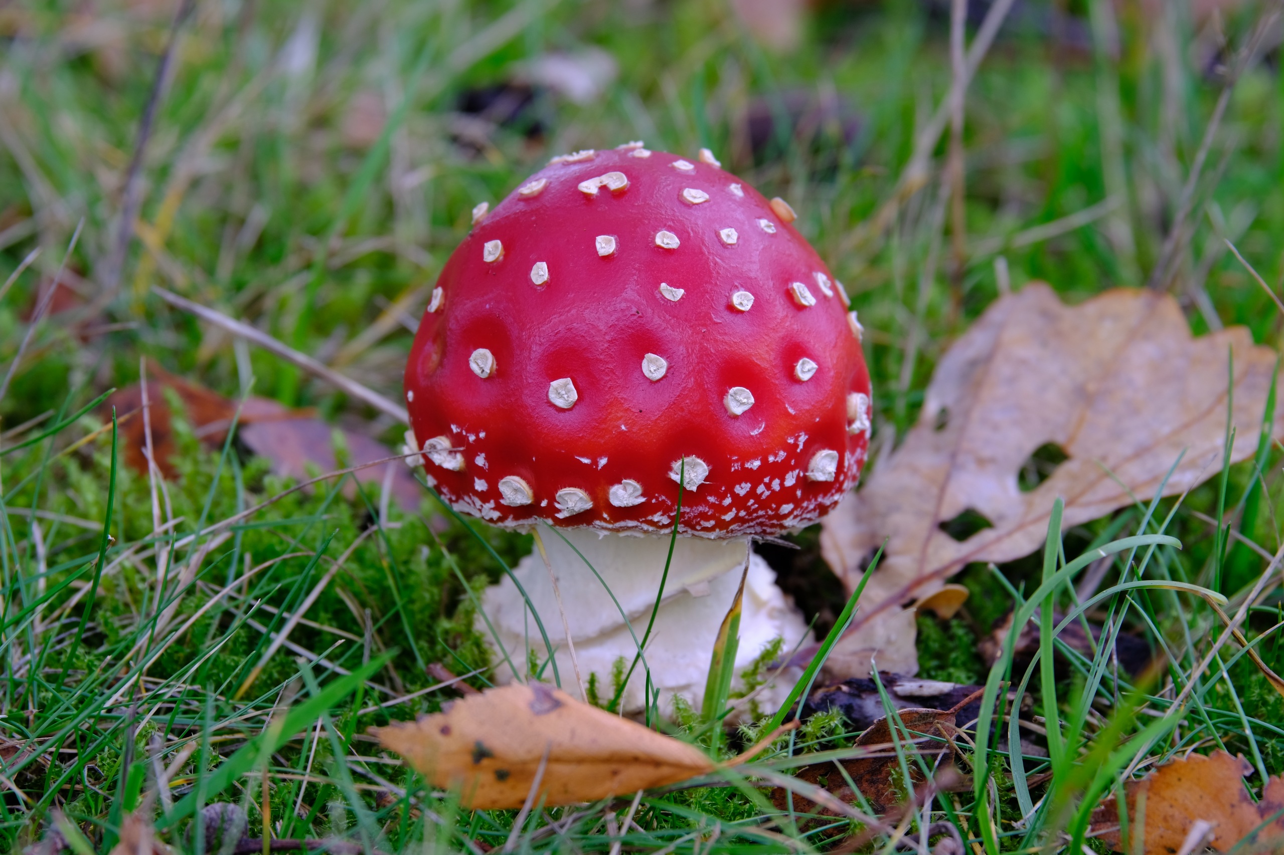 Мухомор красный (Amanita muscaria)