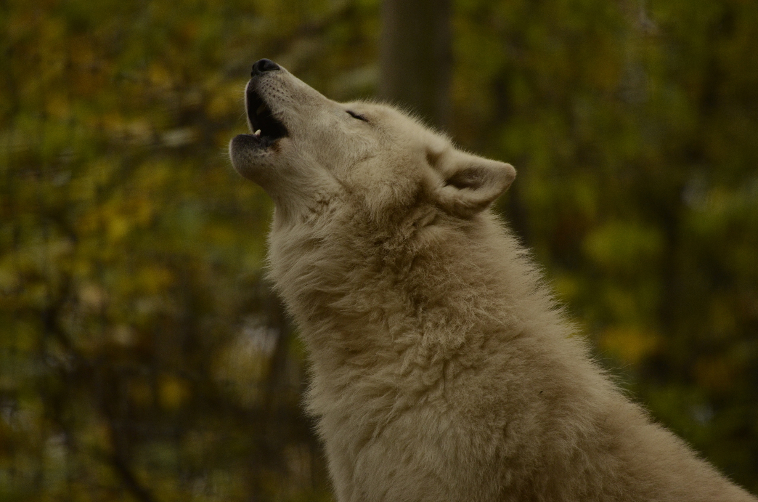 Белый волк воет