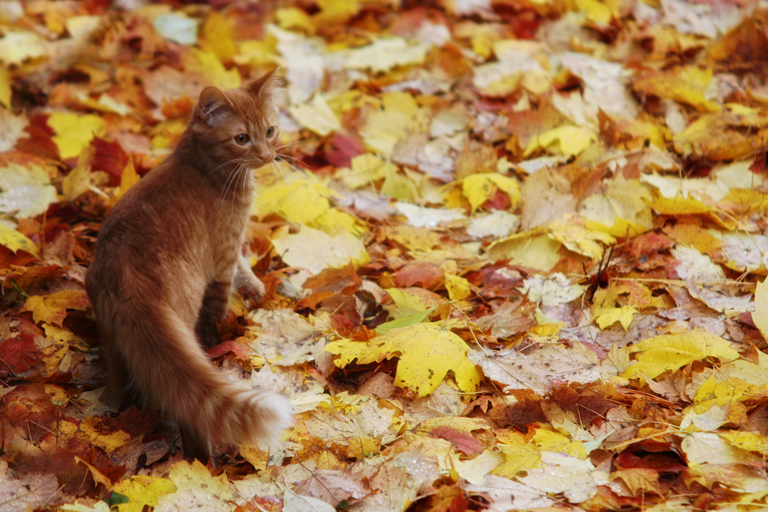 рыжий кот осенью картинки