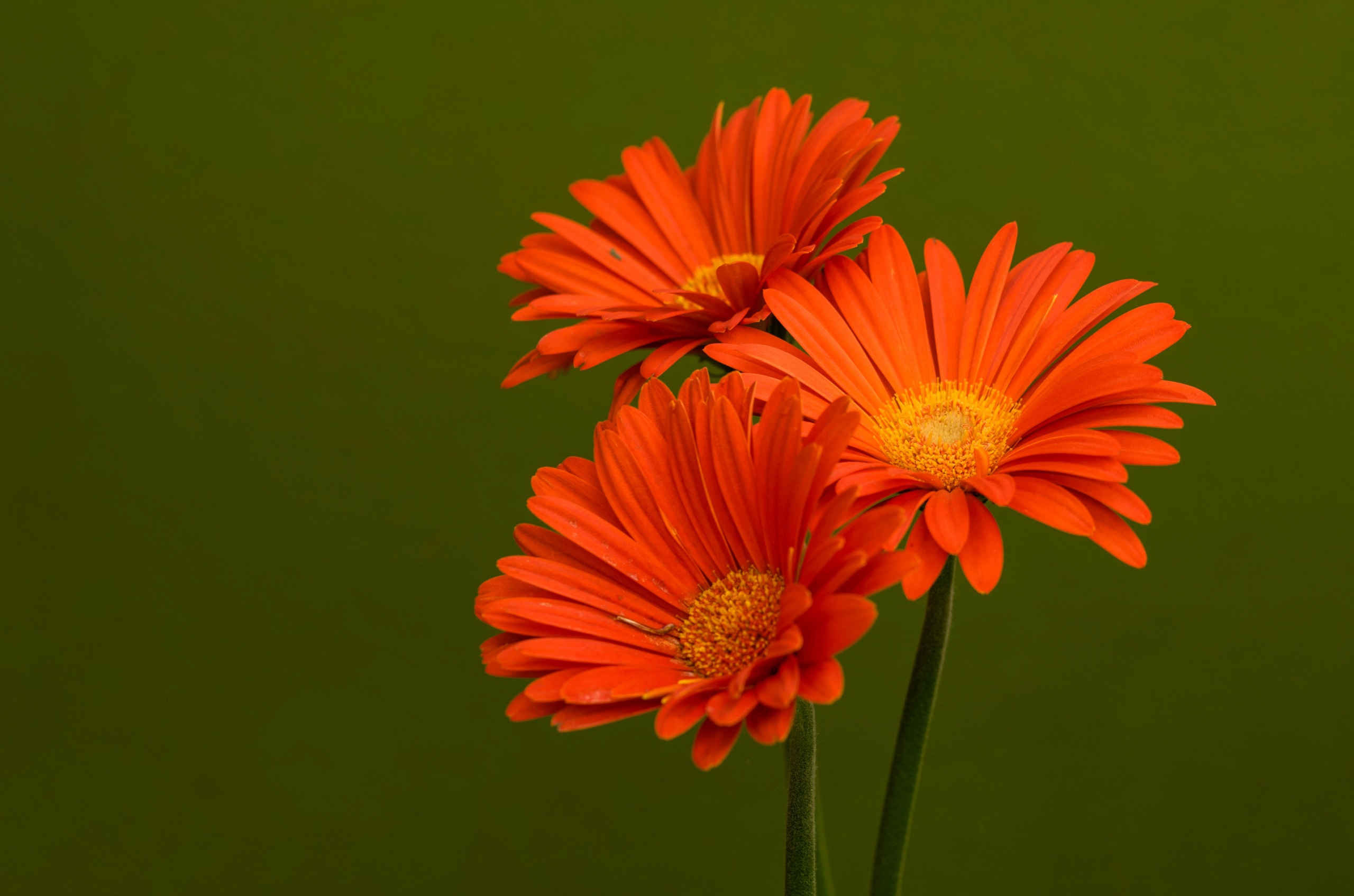 Цветы оранжевого цвета