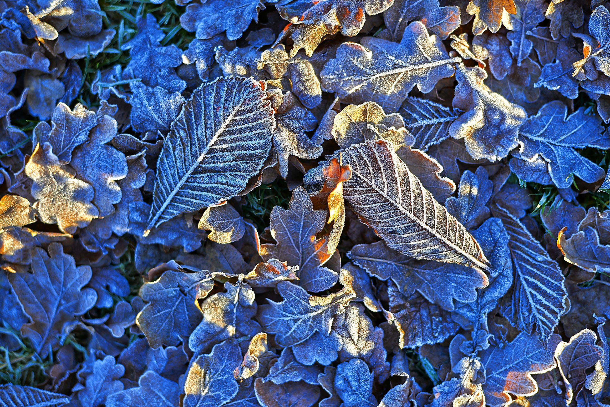 Голубой лист