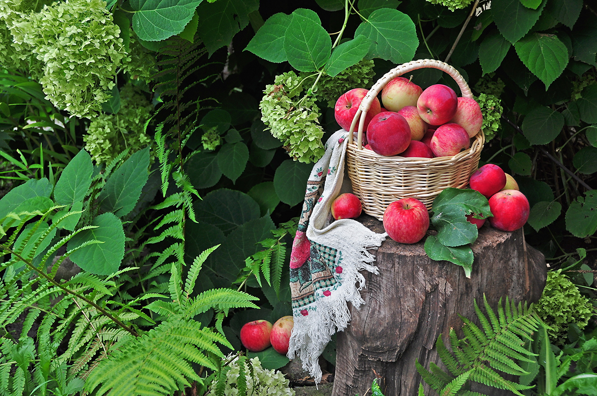 Собирает спелые яблоки в фруктовом саду