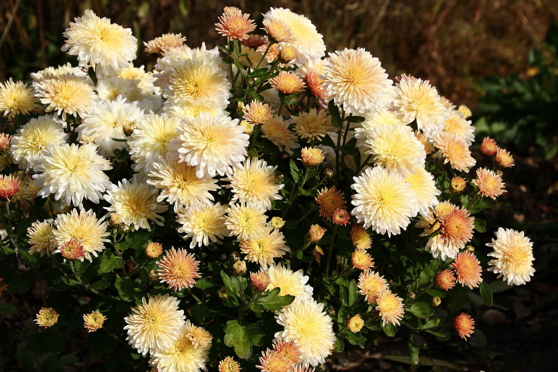 осенние цветы хризантемы фото
