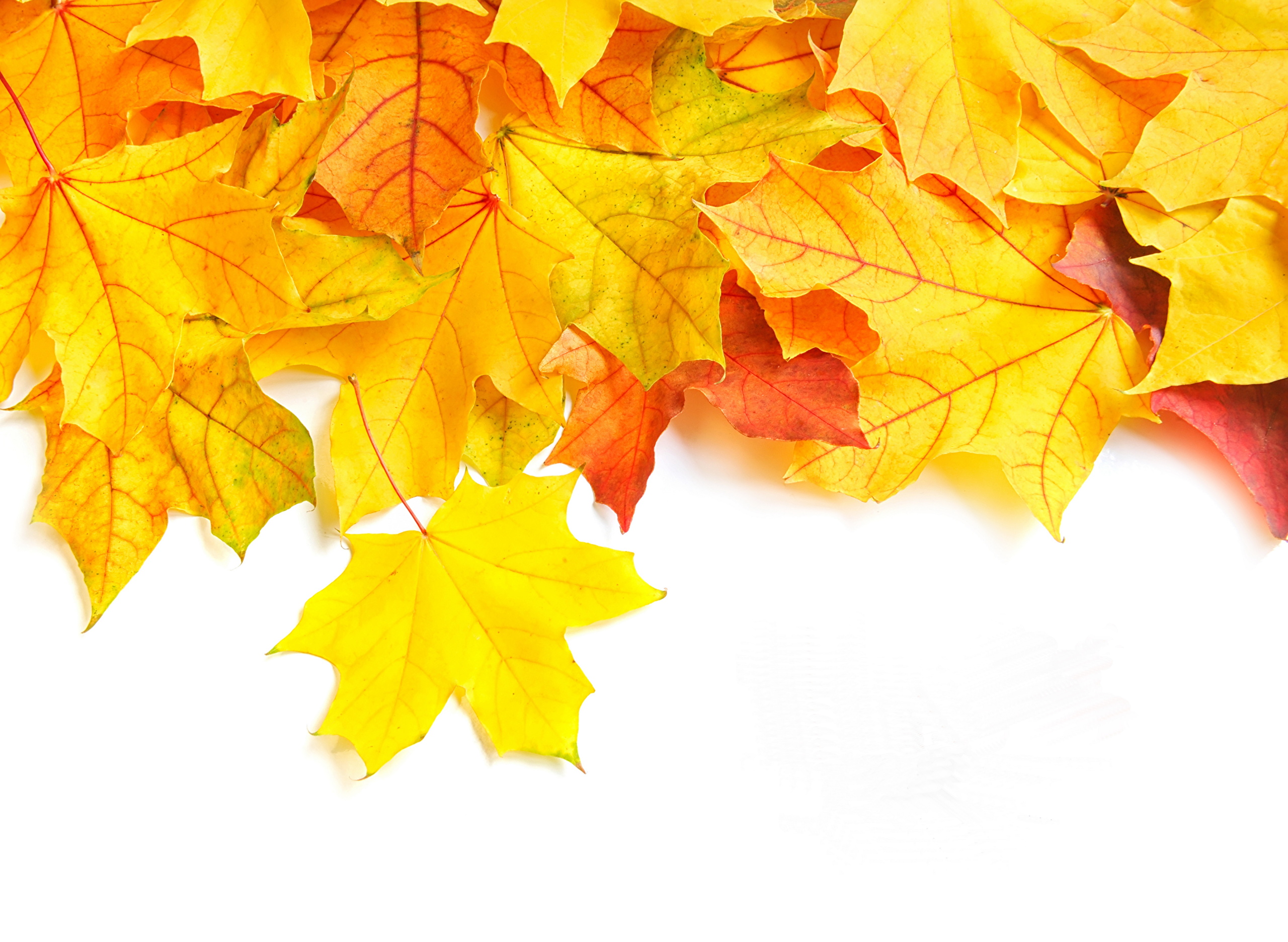 Красивые осенние листья на прозрачном фоне