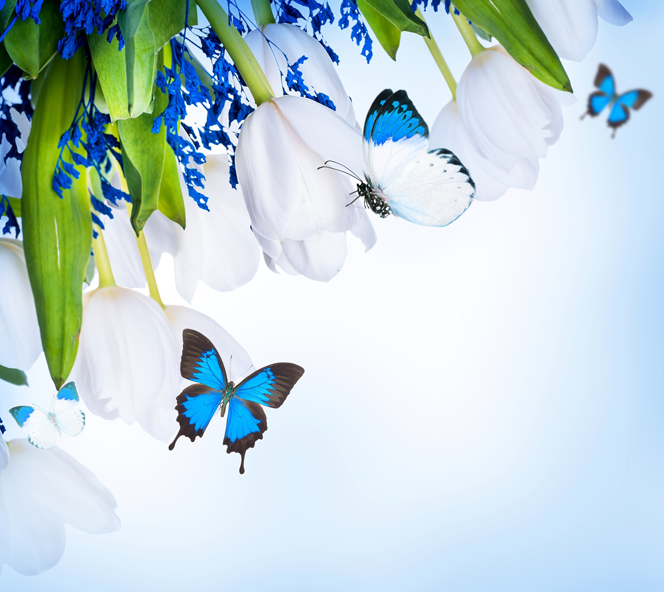 Красивые весенние цветы с бабочками на белом фоне