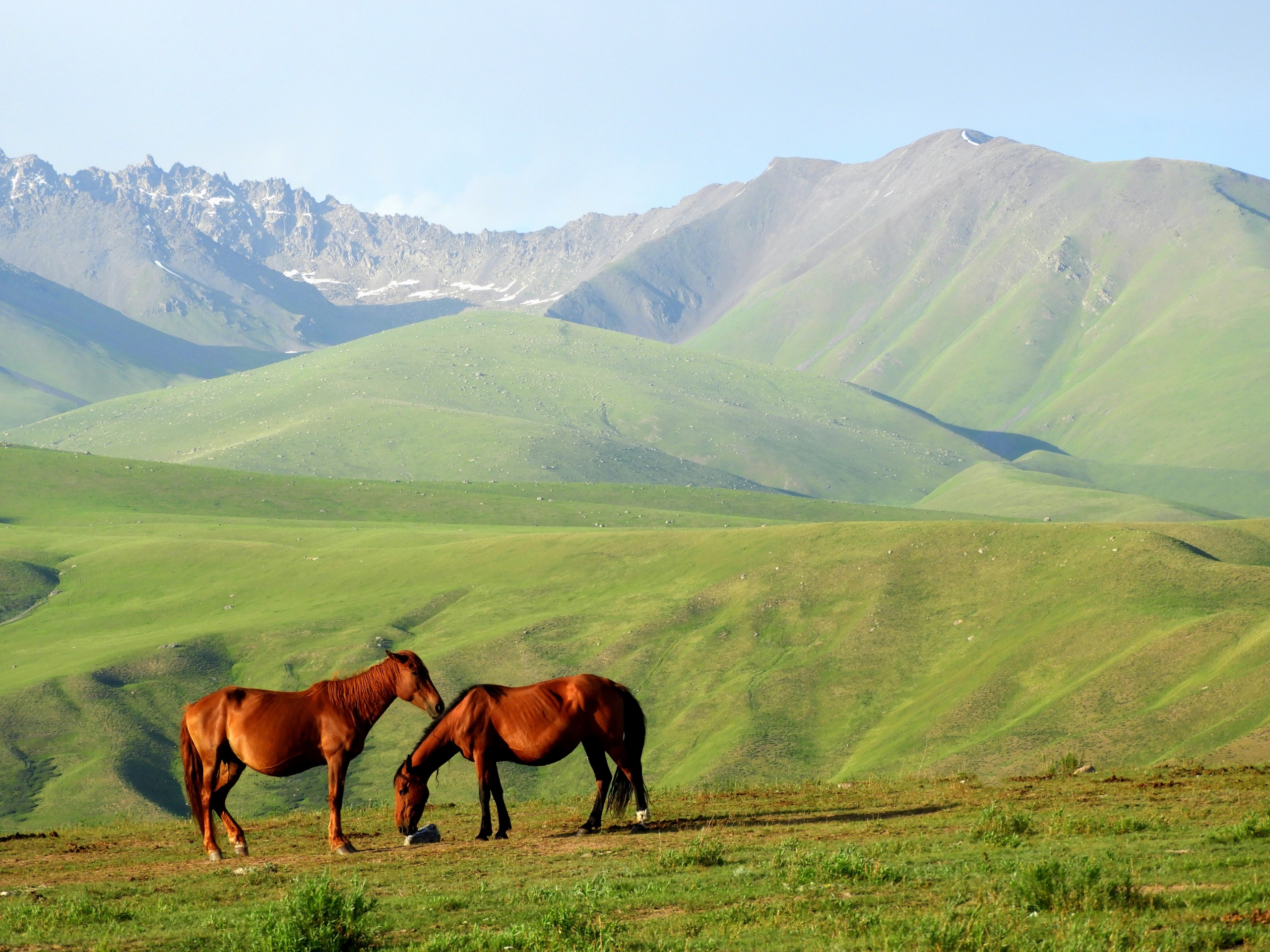 кони в горах