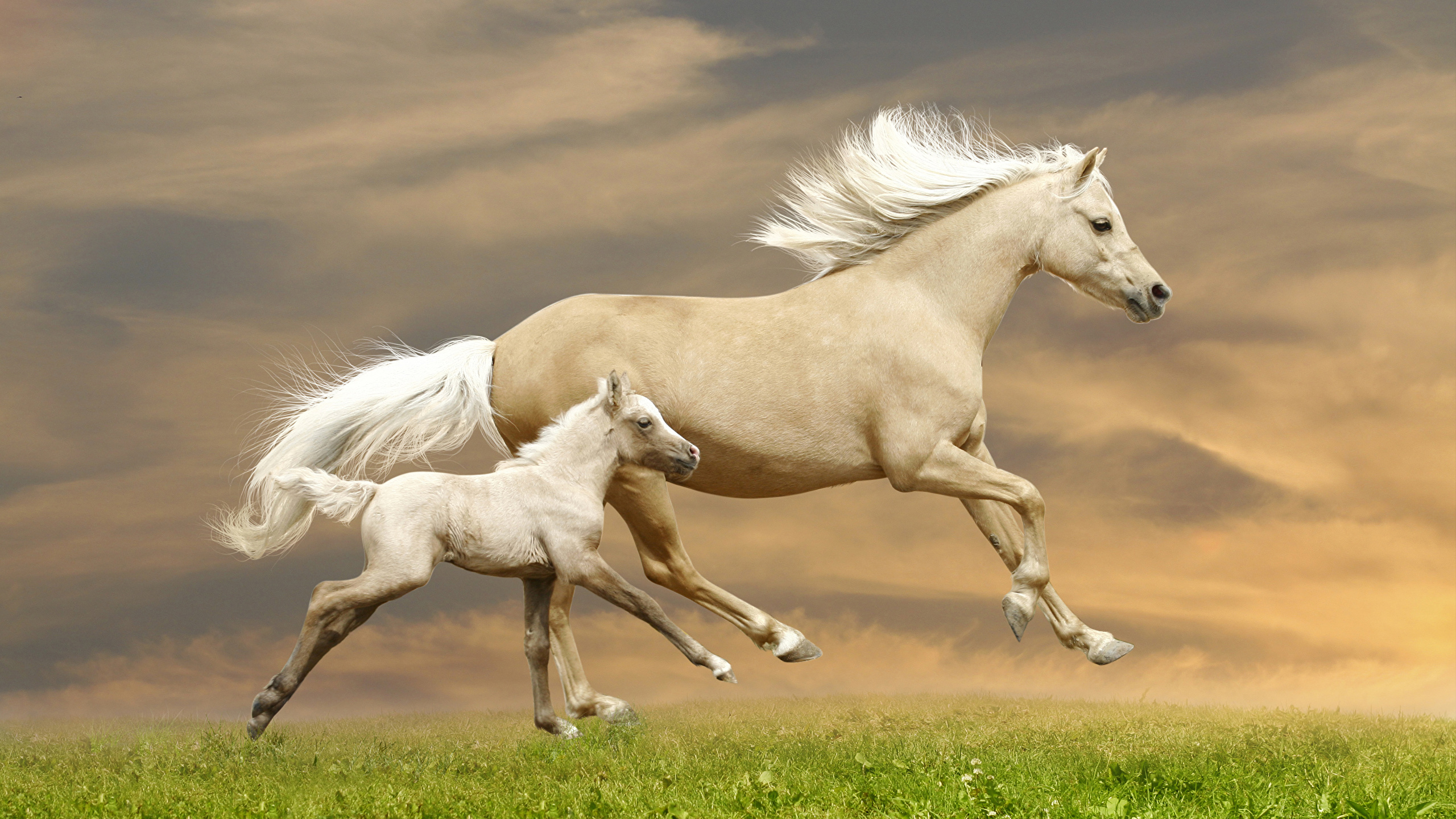Красивые картинки лошадей