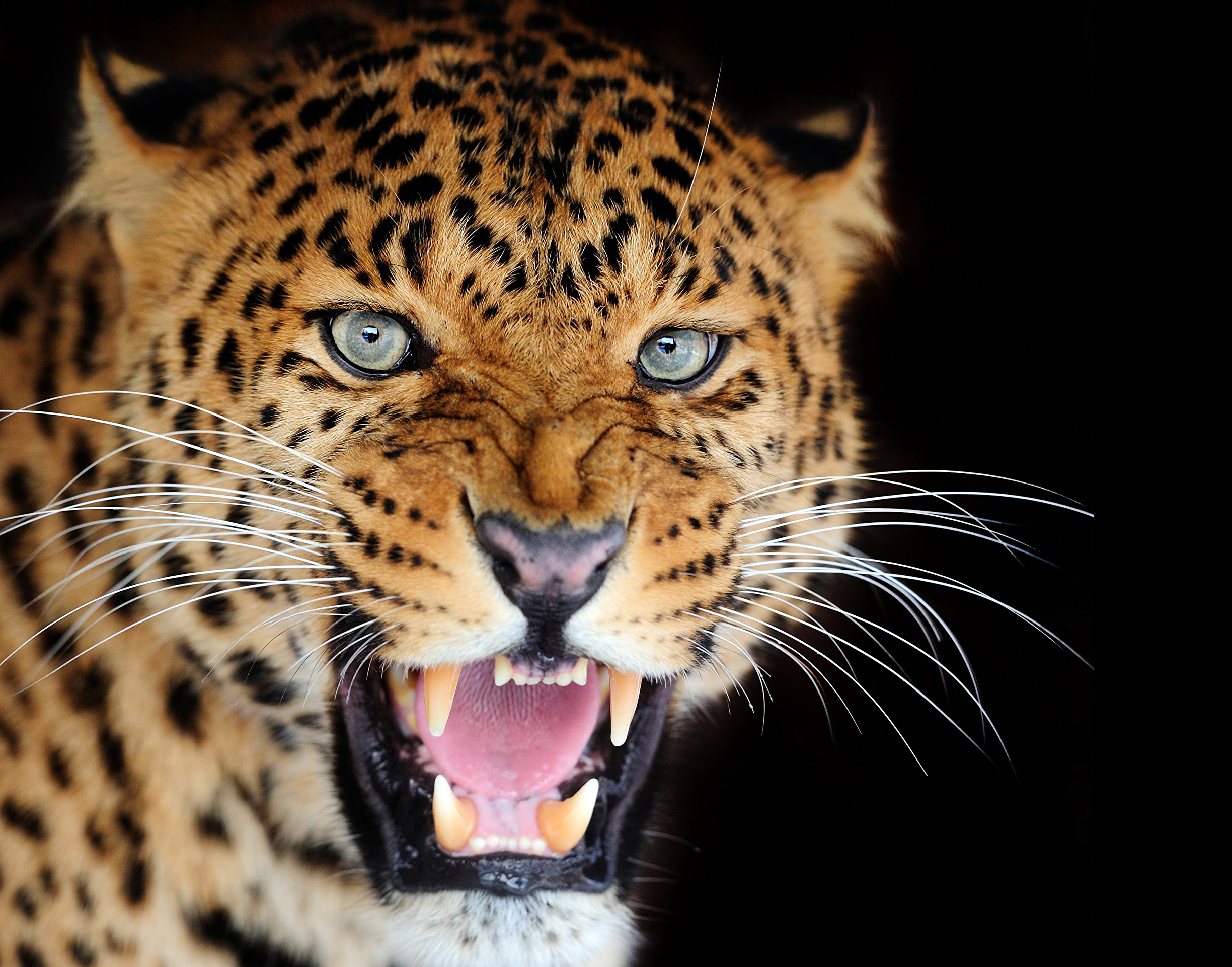 Внимание Акция!!!!! Клуб Леопард ждет своих участников  Big_cats_Leopards_378182