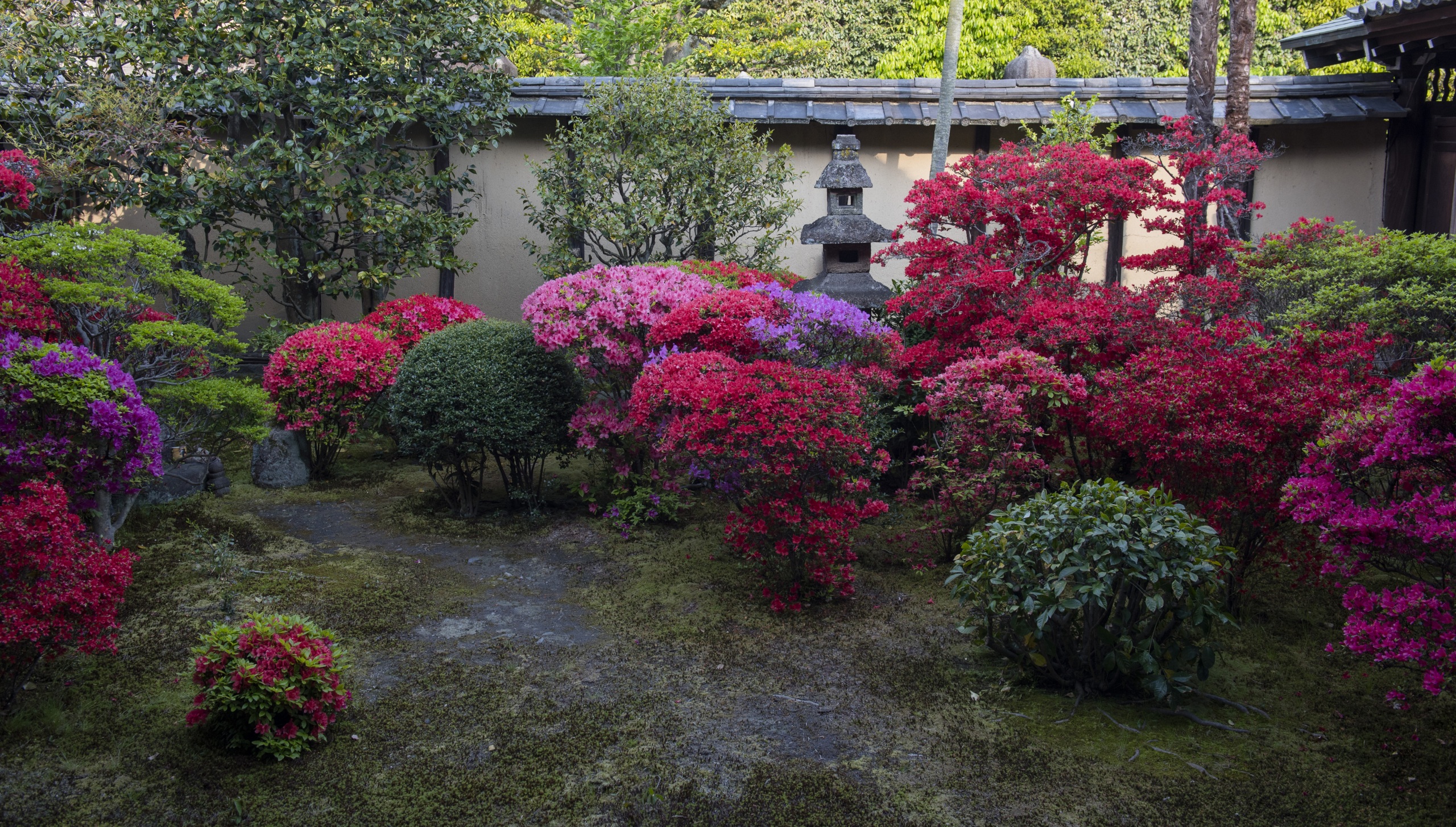 Киото. Сады рододендронов _Kyoto_Gardens_Rhododendron..