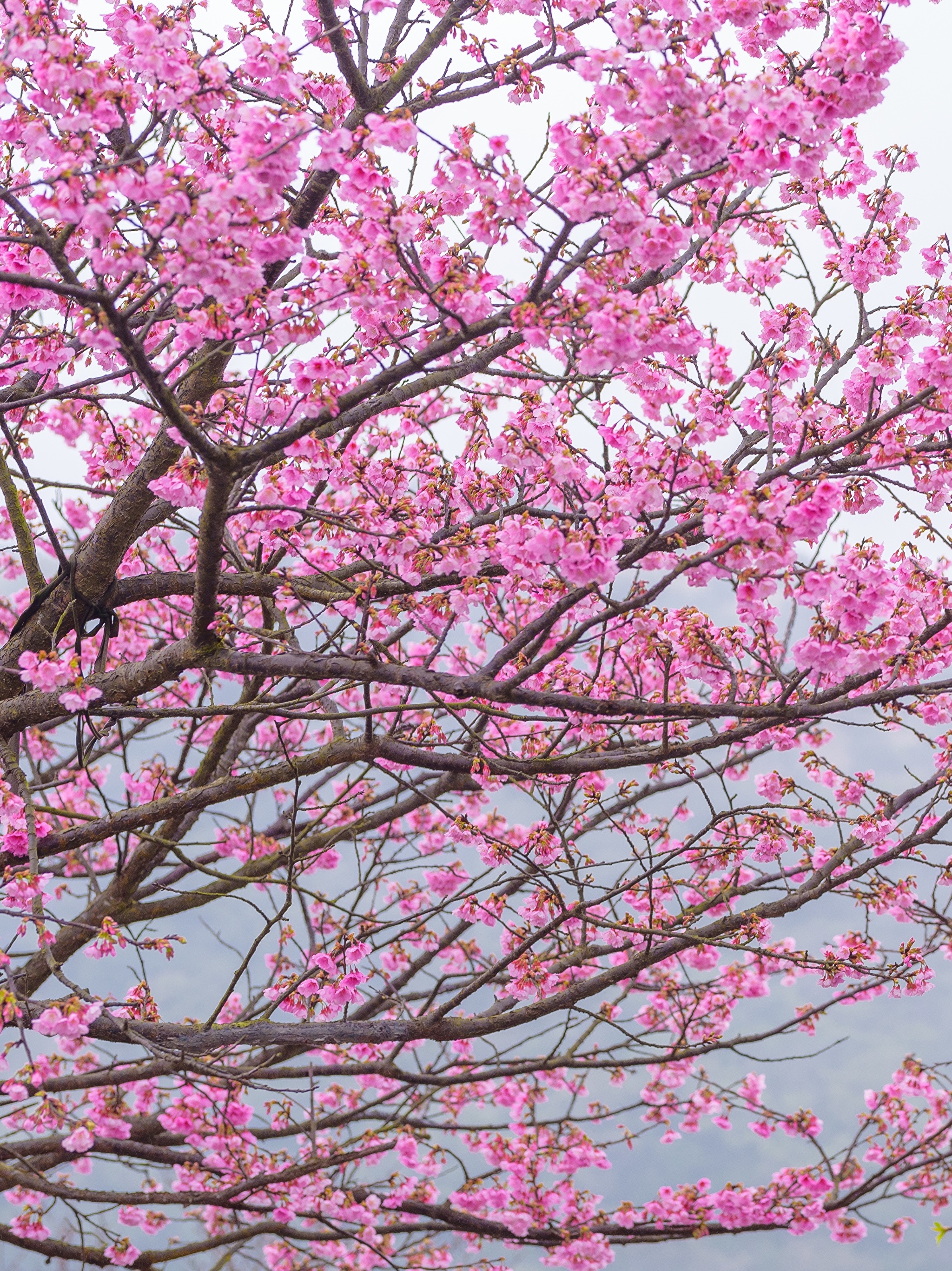 Что цветет розовым цветом деревья. Саккура. Сакура растение. Дерево вишня розовоцветущая. Цветущая Сакура.