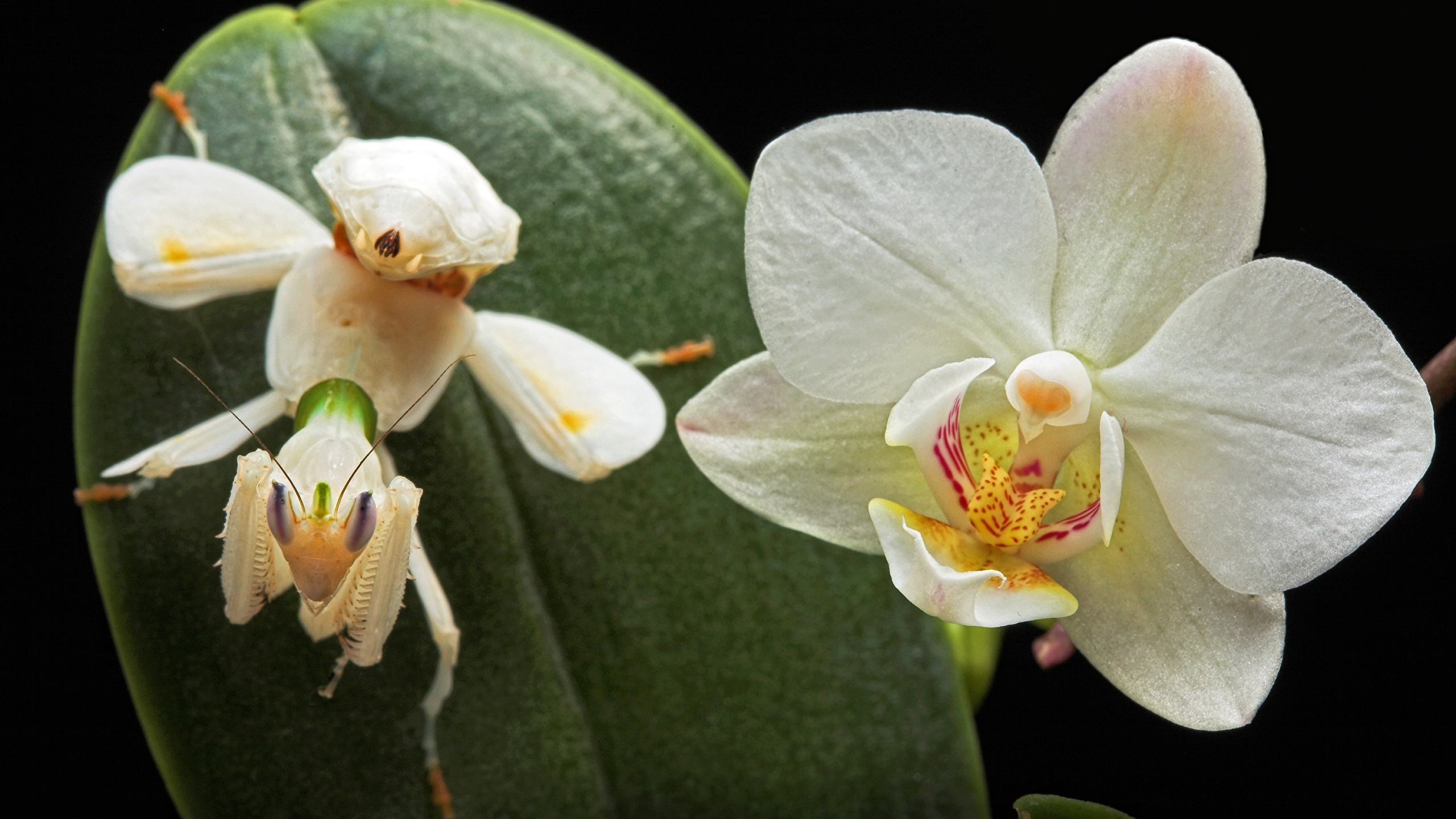 Виды насекомых в орхидеях