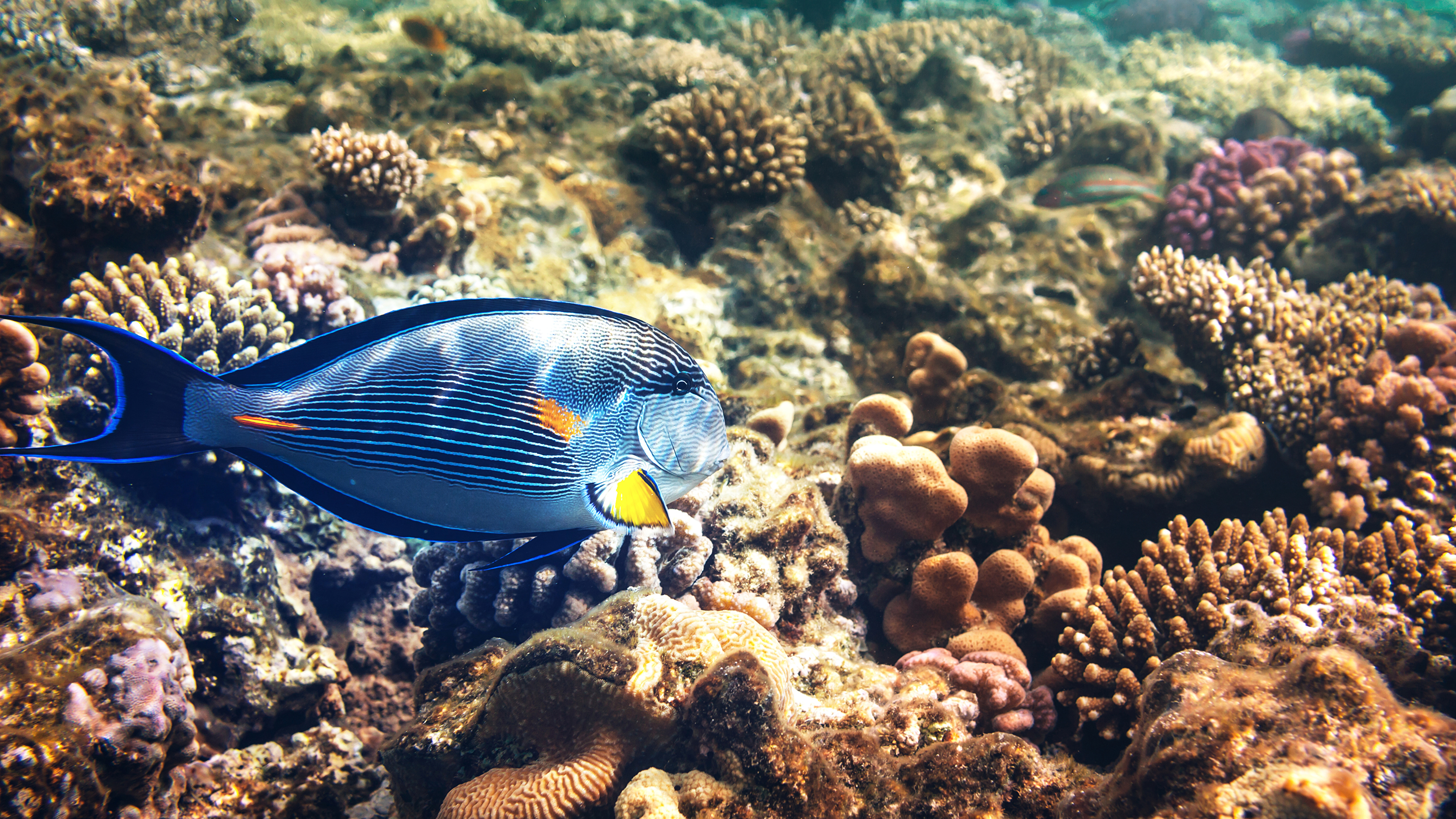 подводный мир рыбы кораллы загрузить