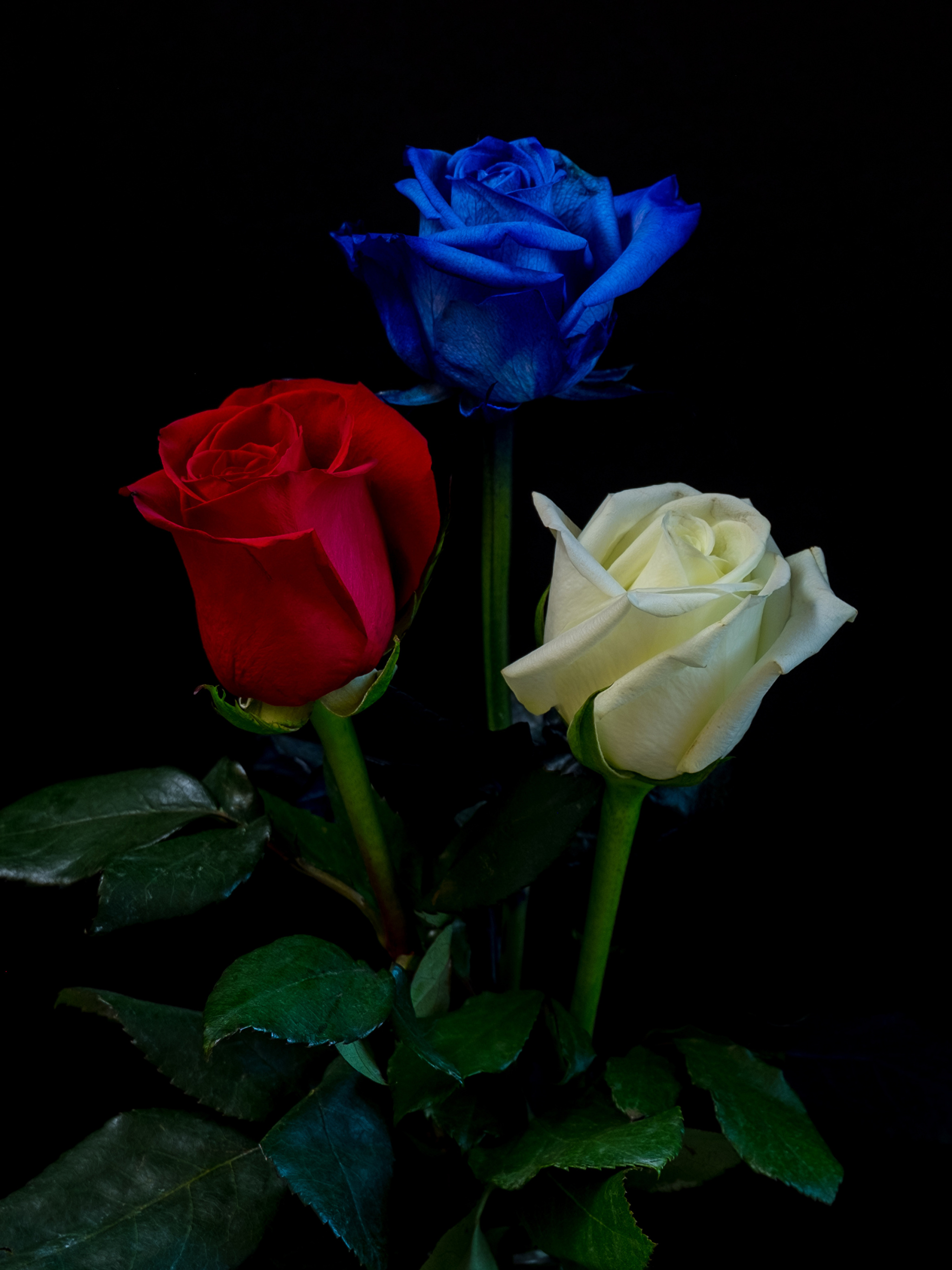 2 розы картинки