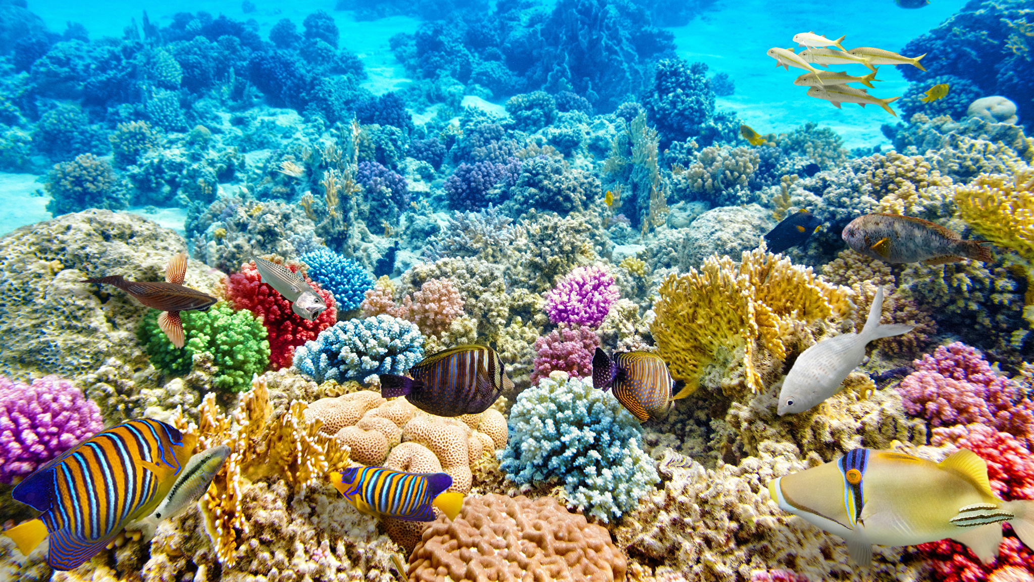 Коралловый риф панорама качественные