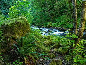 Фотографии Штаты Лес Пне Мох Ручей Wahclella Falls Oregon Природа