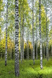 Фото Леса Береза Ствол дерева Деревья роща Природа