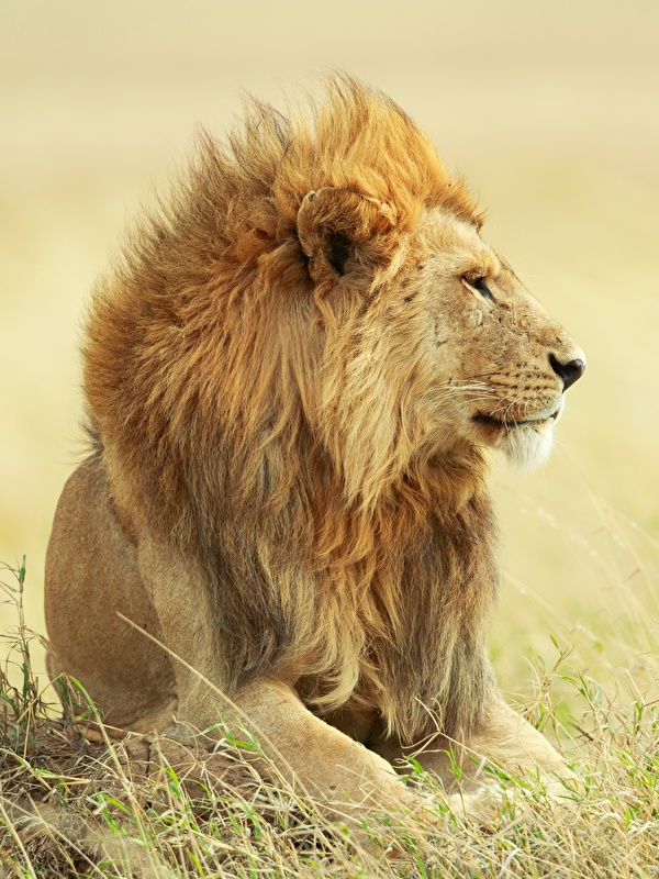 Картинки лев Трава смотрят животное 600x800 для мобильного телефона Львы траве Взгляд смотрит Животные