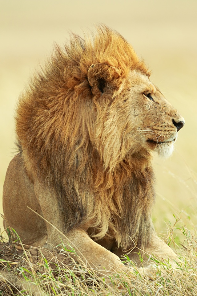 Картинки лев Трава смотрят животное 640x960 для мобильного телефона Львы траве Взгляд смотрит Животные