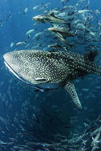 Фотографии Акулы Рыбы Подводный мир Whale shark