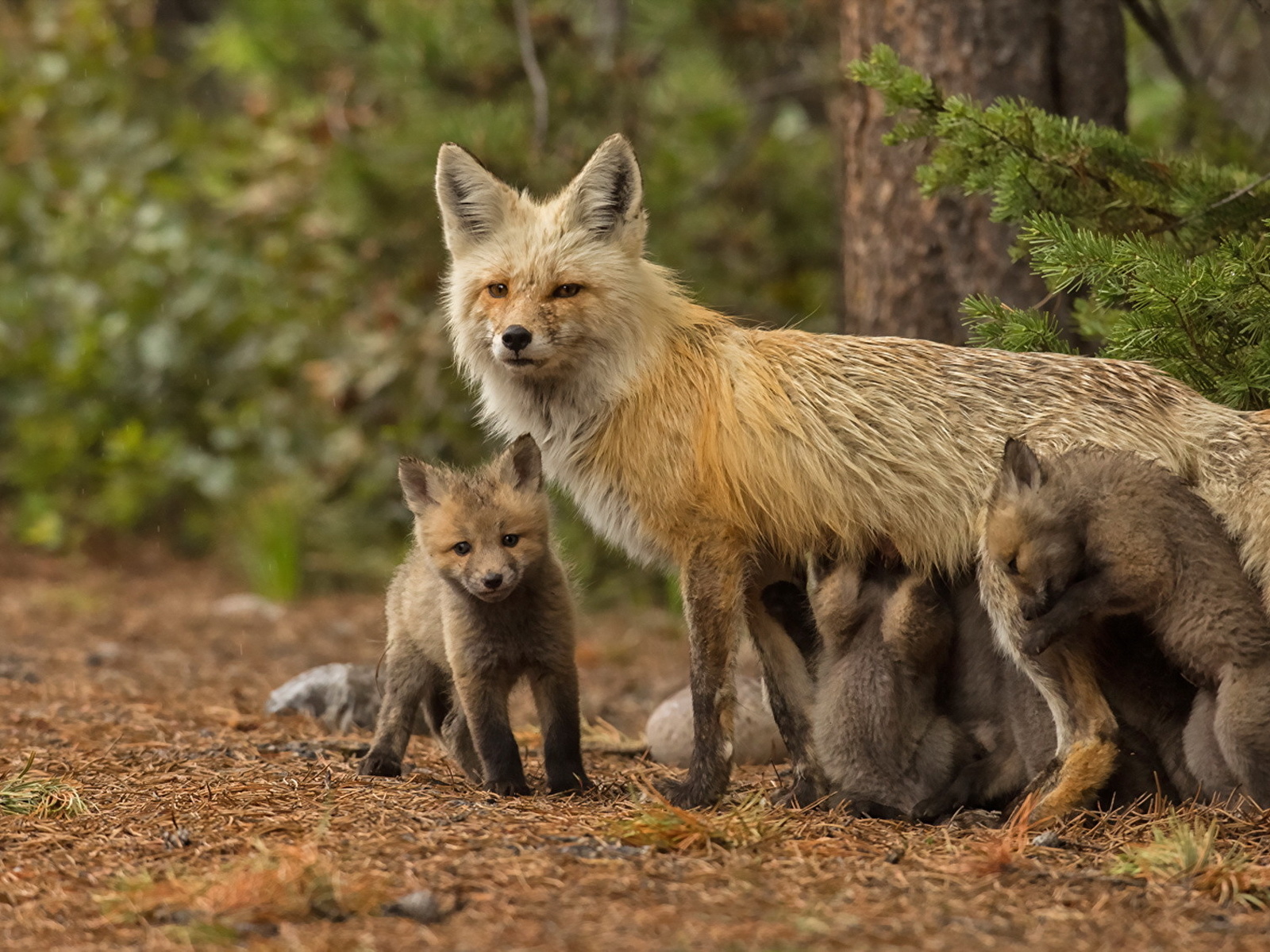 фото семья лисов