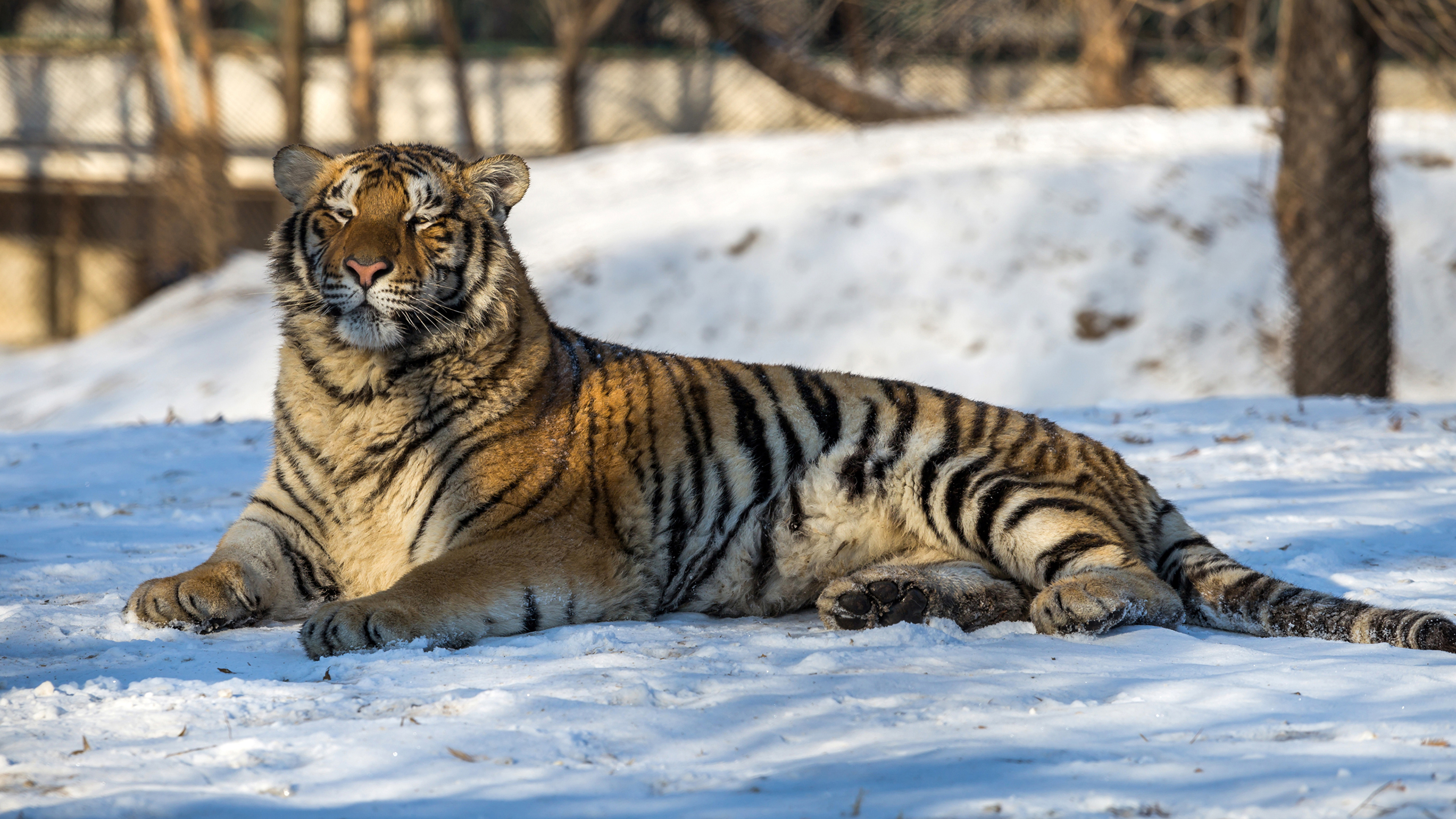 тигр на снегу без смс
