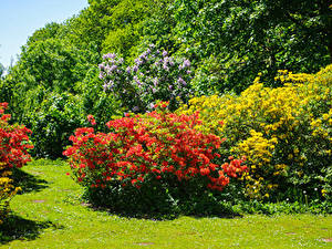 Фотографии Великобритания Парки Рододендрон Кусты Malmesbury Park