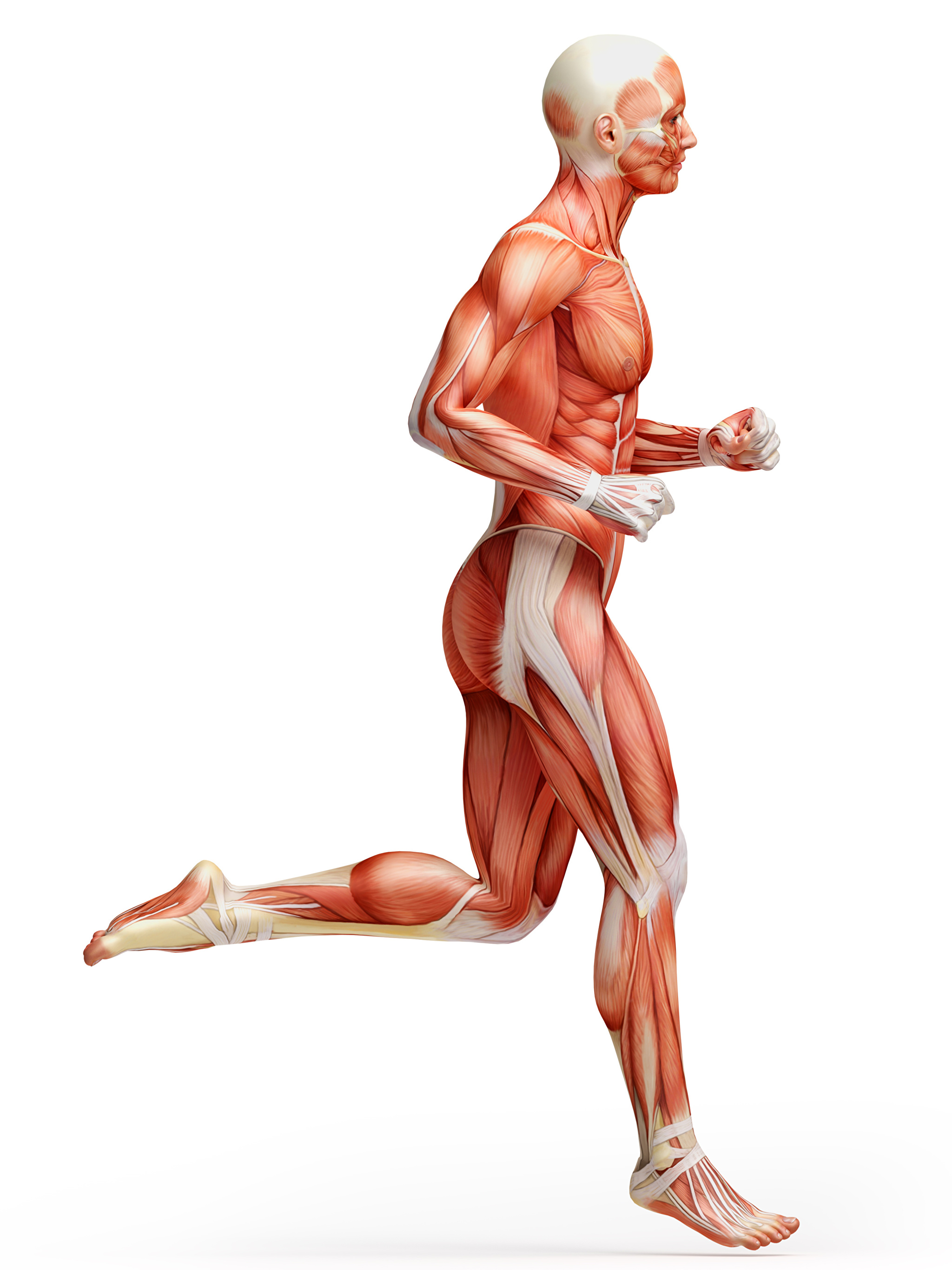 Мышцы картинка. Мышцы. Мышечный каркас. Мышцы на прозрачном фоне. Анатомия похудения.