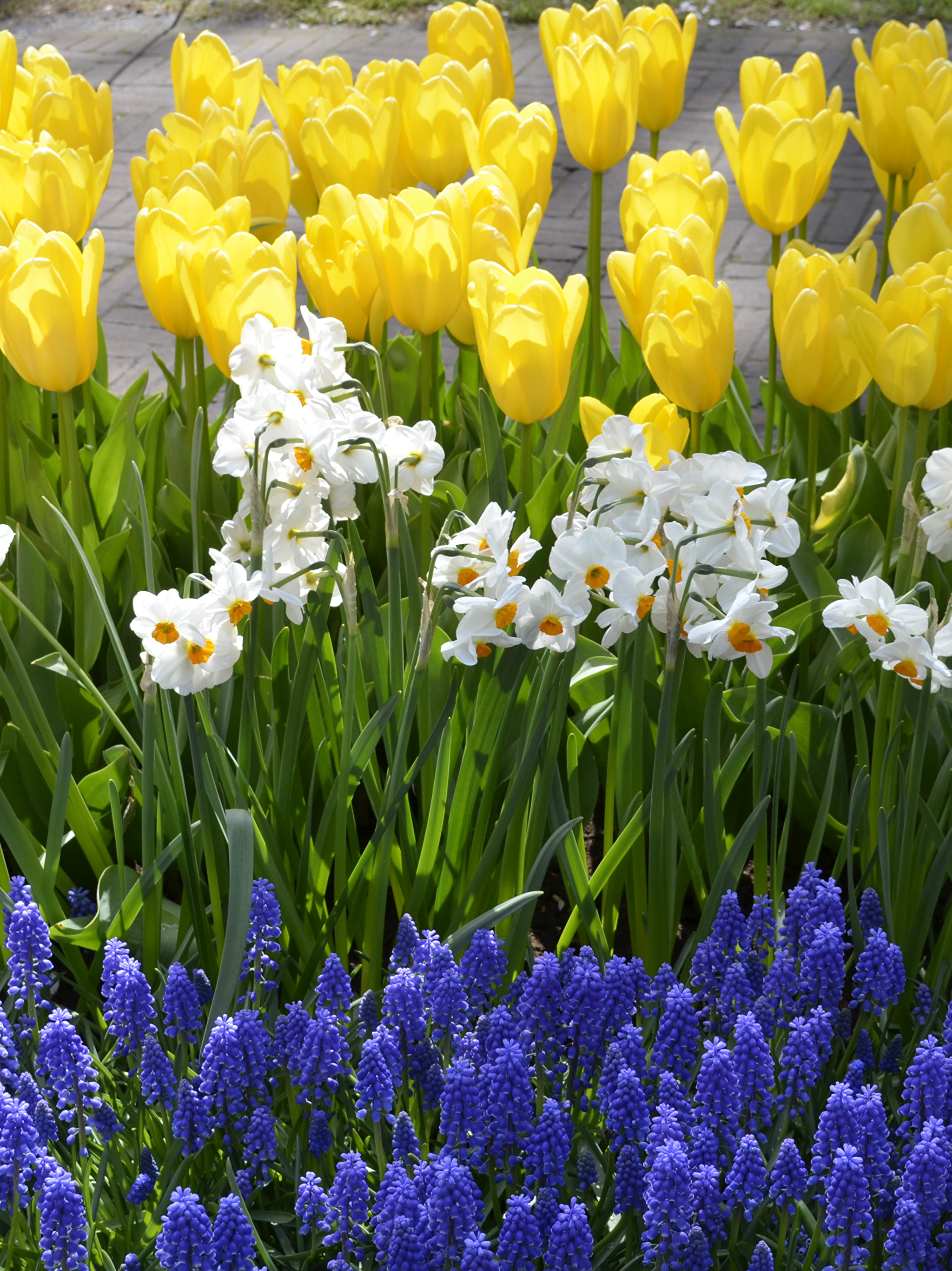 Мартовские цветы красивые. Кекенхоф парк гиацинт. Тюльпаны гиацинты нарциссы. Крокусы нарциссы в цветнике. Парк Кюкенхоф гиацинты.