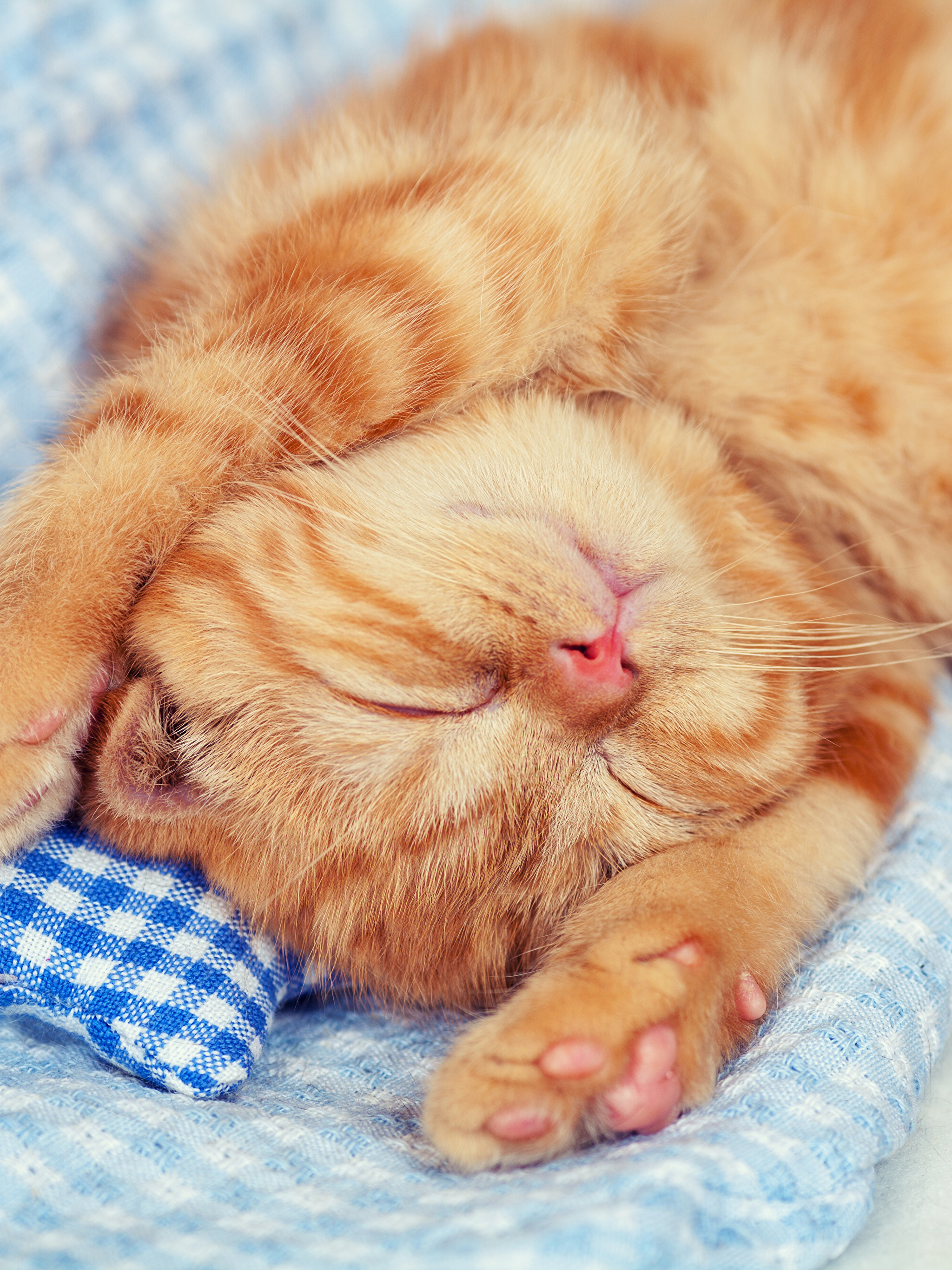Красивый котенок во сне. Спящий кот. Спящие коты. Спящий котенок.