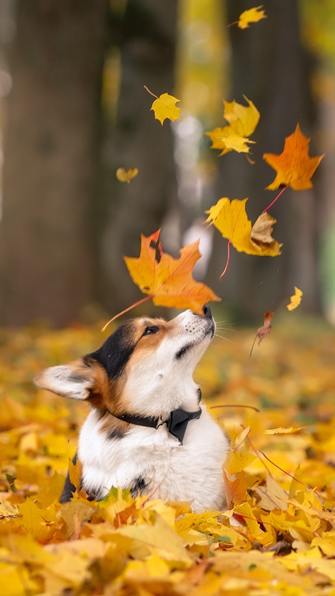 Осенние Фото С Животными