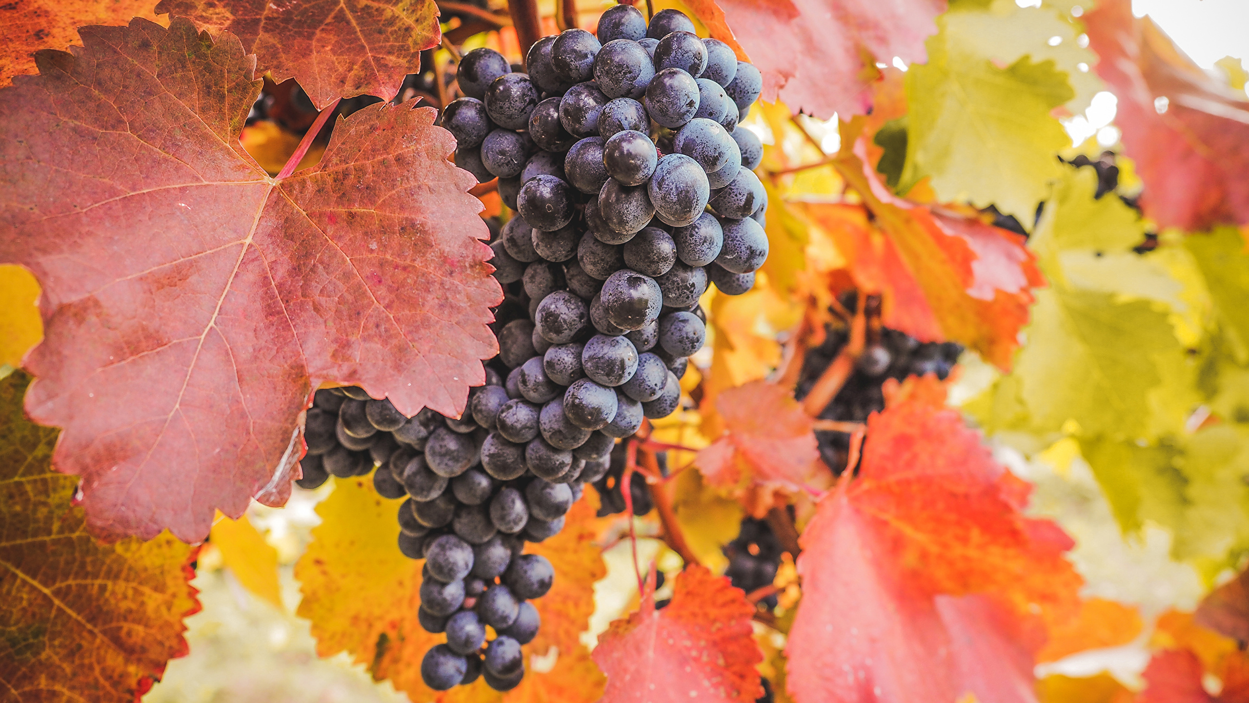 Виноград, Осень загрузить