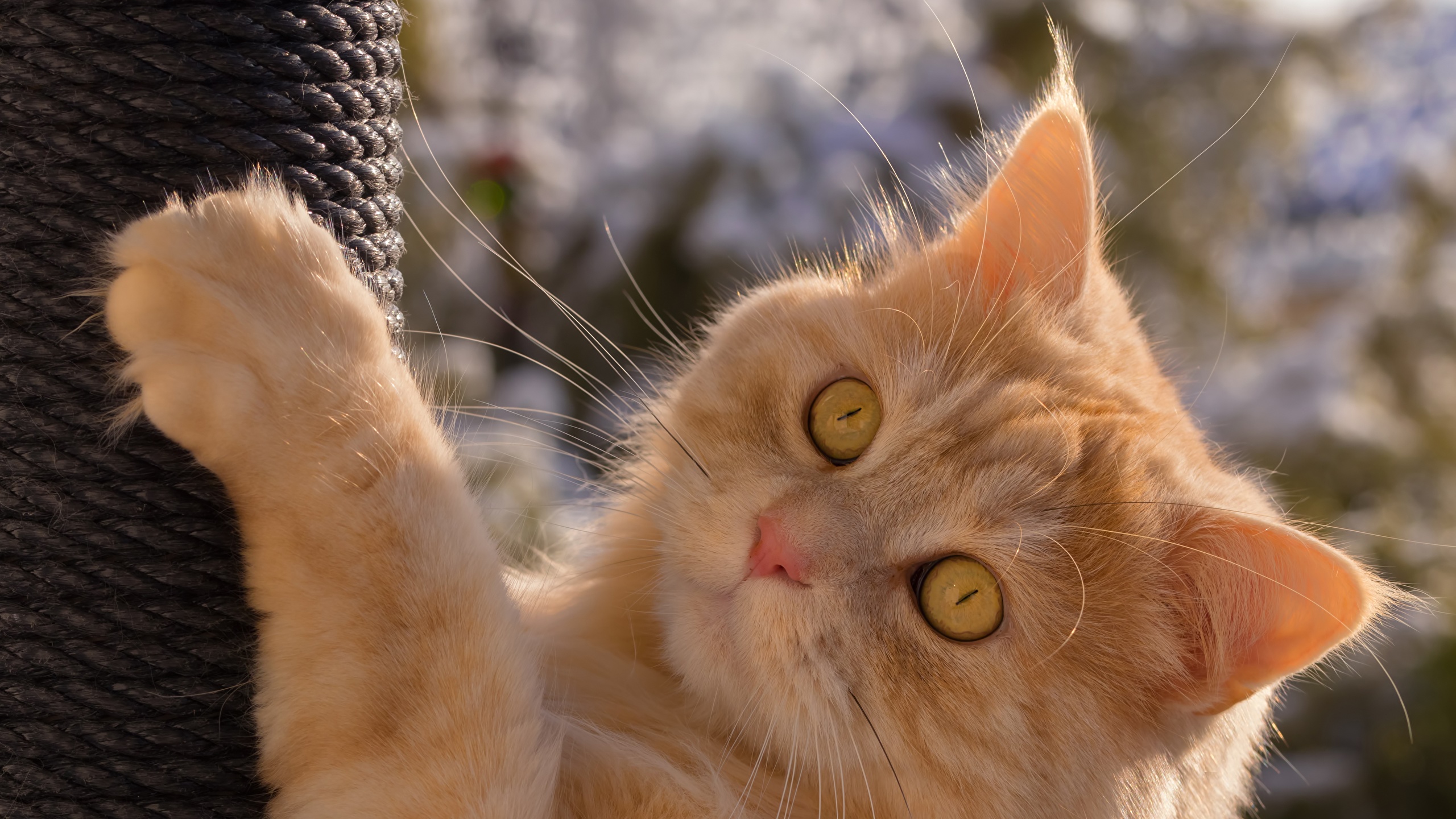 https://s1.1zoom.ru/b4547/187/Cats_Ginger_color_Glance_Paws_533408_2560x1440.jpg