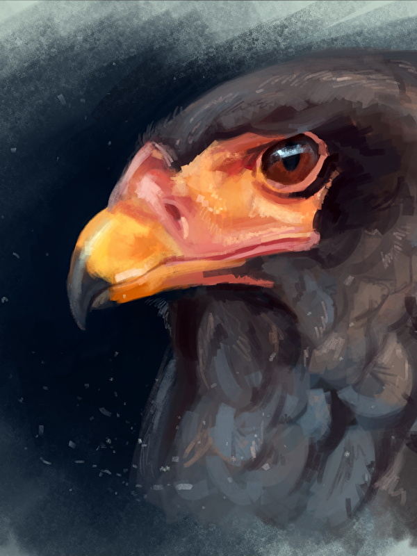 Картинки Орлы Птицы Bateleur Клюв головы животное Рисованные 600x800 для мобильного телефона орел птица Голова Животные