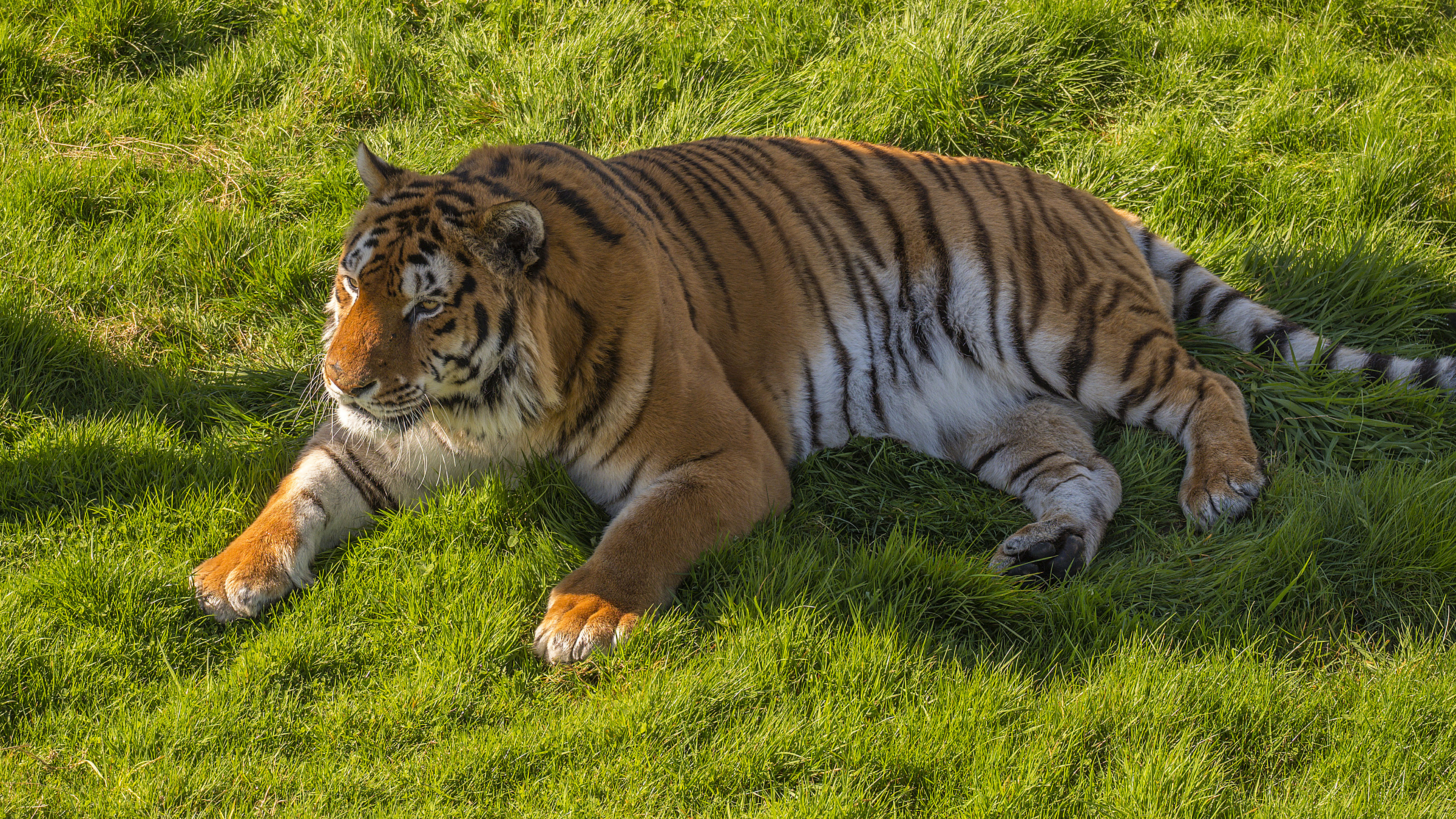 Тигр лежа в траве скачать