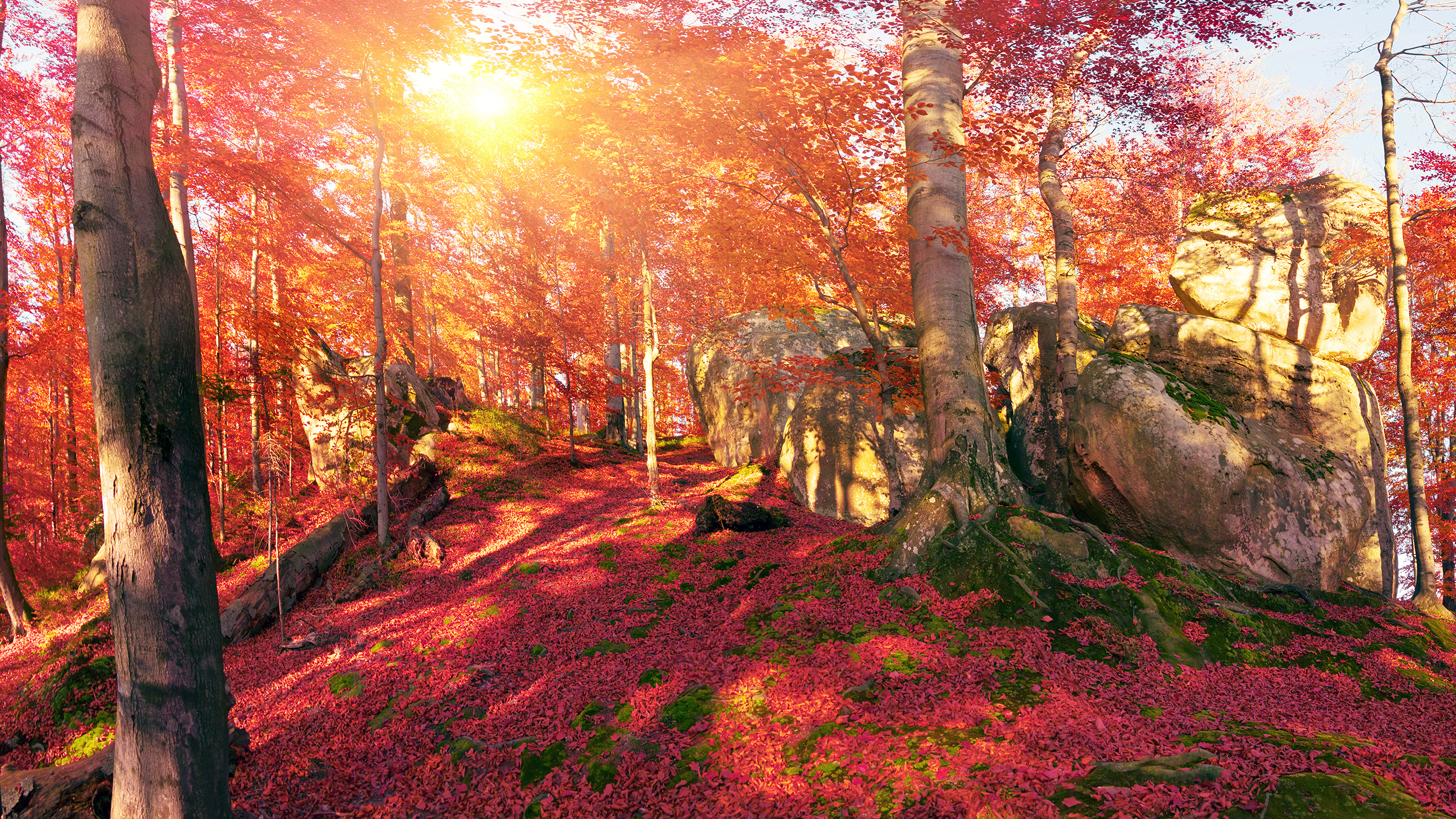 природа осень деревья камни nature autumn trees stones без смс