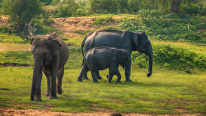 Фотографии Шри-Ланка Парк Слоны Детеныши Втроем Yala National Park