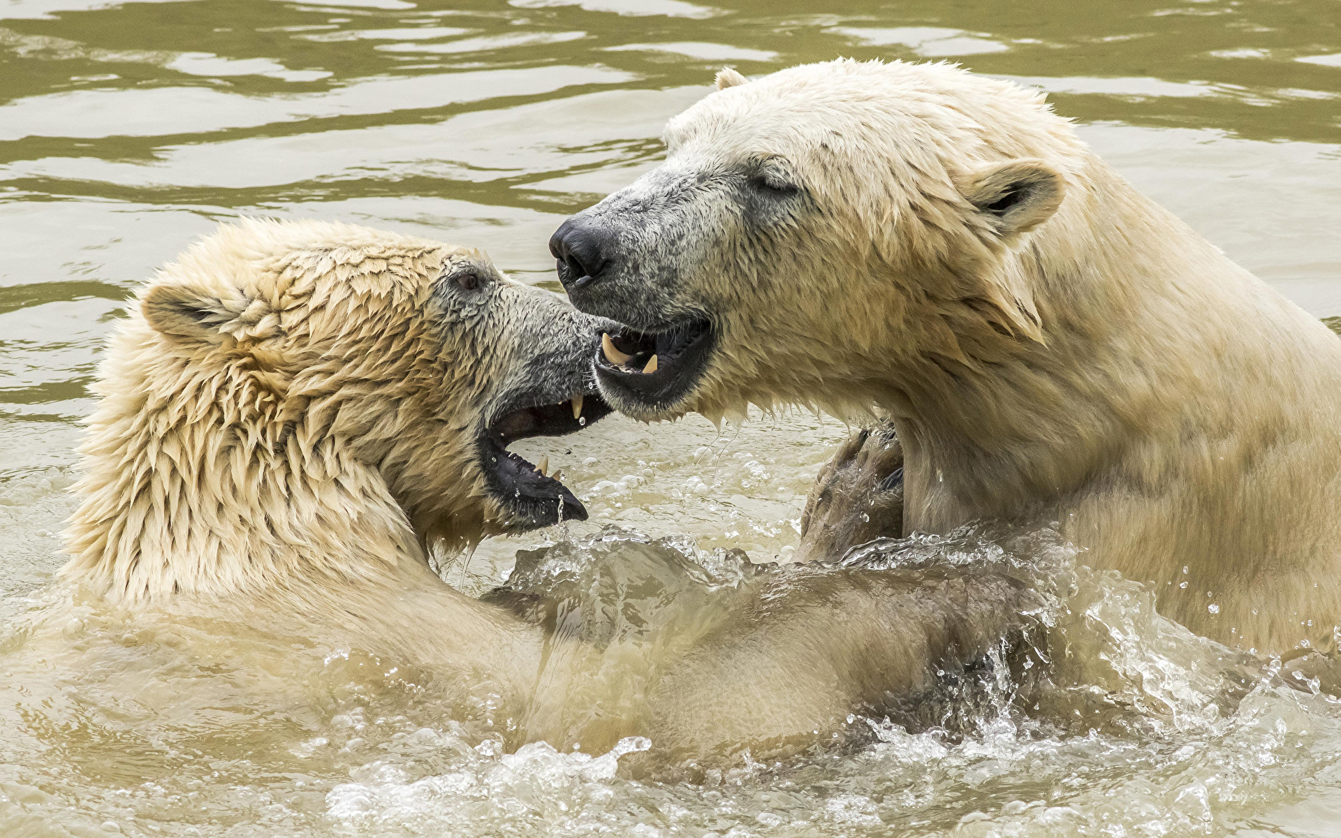 Фотографии полярный медведь 2 Вода Животные 1920x1200 северный Белые Медведи Медведи два две Двое вдвоем воде животное